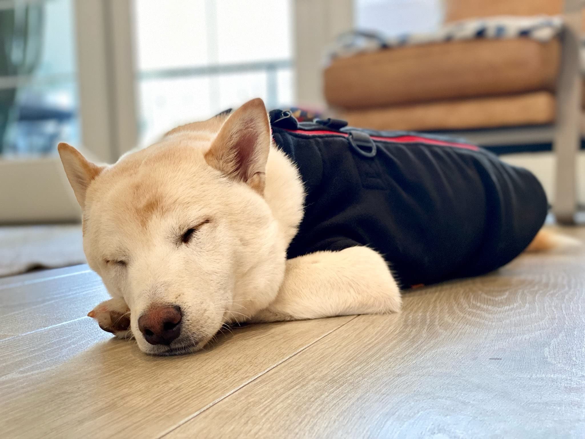 Gooby Zip Up Fleece Dog Sweater - Black, X-Small - Warm Pullover Fleece Step-In Dog Jacket With Dual D Ring Leash - Winter Small