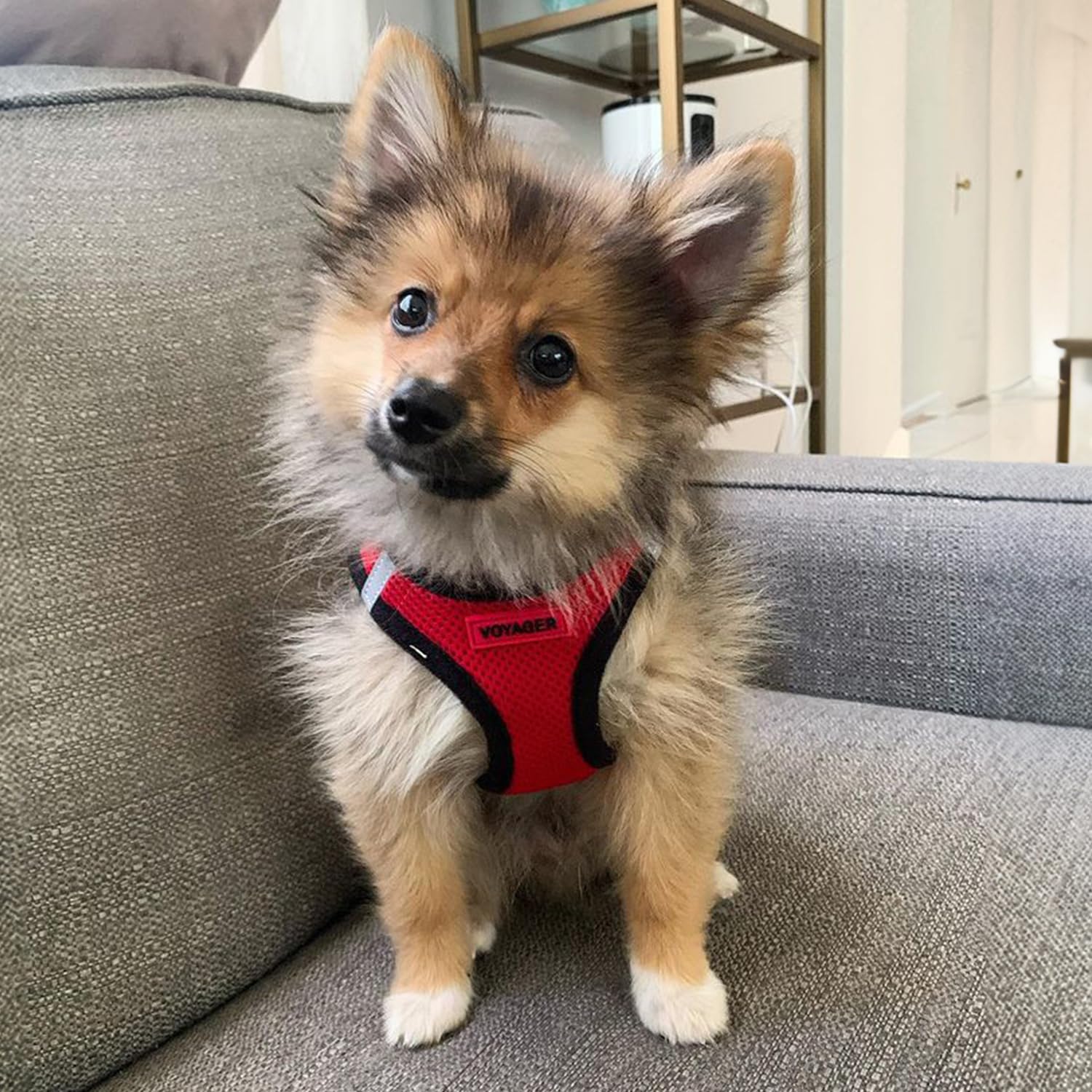 Voyager Step-In Air Dog Harness - All Weather Mesh, Reflective, No Pull Harness For Small, Medium Dogs, Cats - Secure With Hook & Loop Fastener, Buckle, Double D-Rings - Red/Black Trim, L