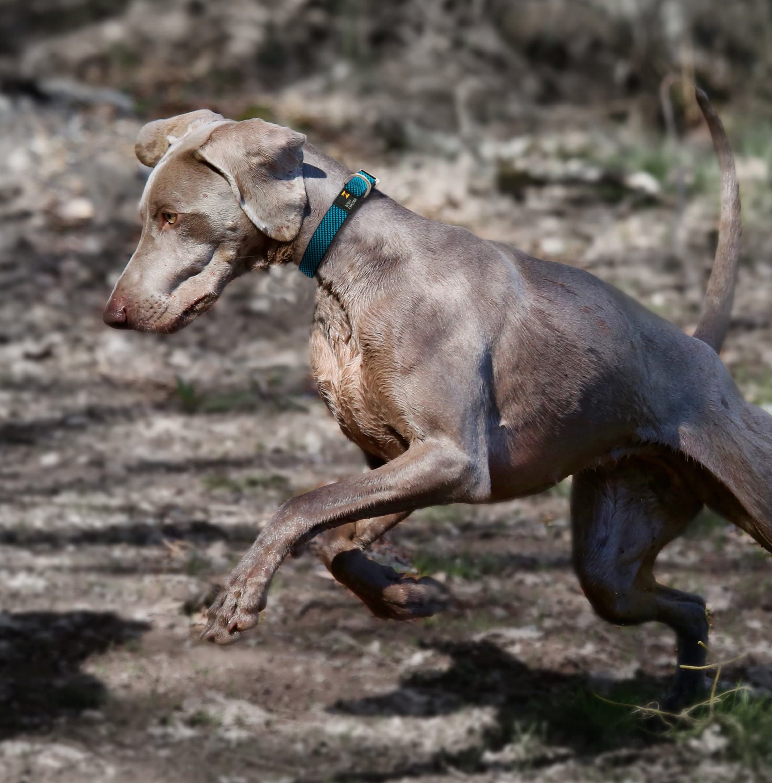 Pet Life Escapade Outdoor Series 2-in-1 Convertible Dog Leash and Collar, SM, Pink