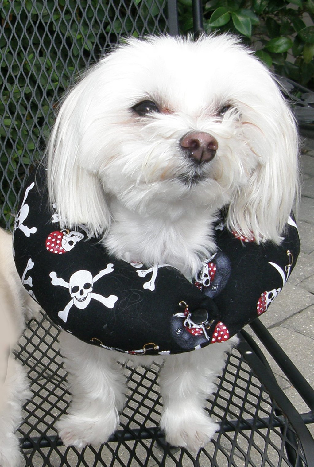 Puppy Bumpers Jolly Roger - 10''-13'' - Made In Usa Puppy Bumpers 100% Cotton Stuffed Safety Fence Collar To Keep Your Pet Safely On The Right Side Of The Fence.