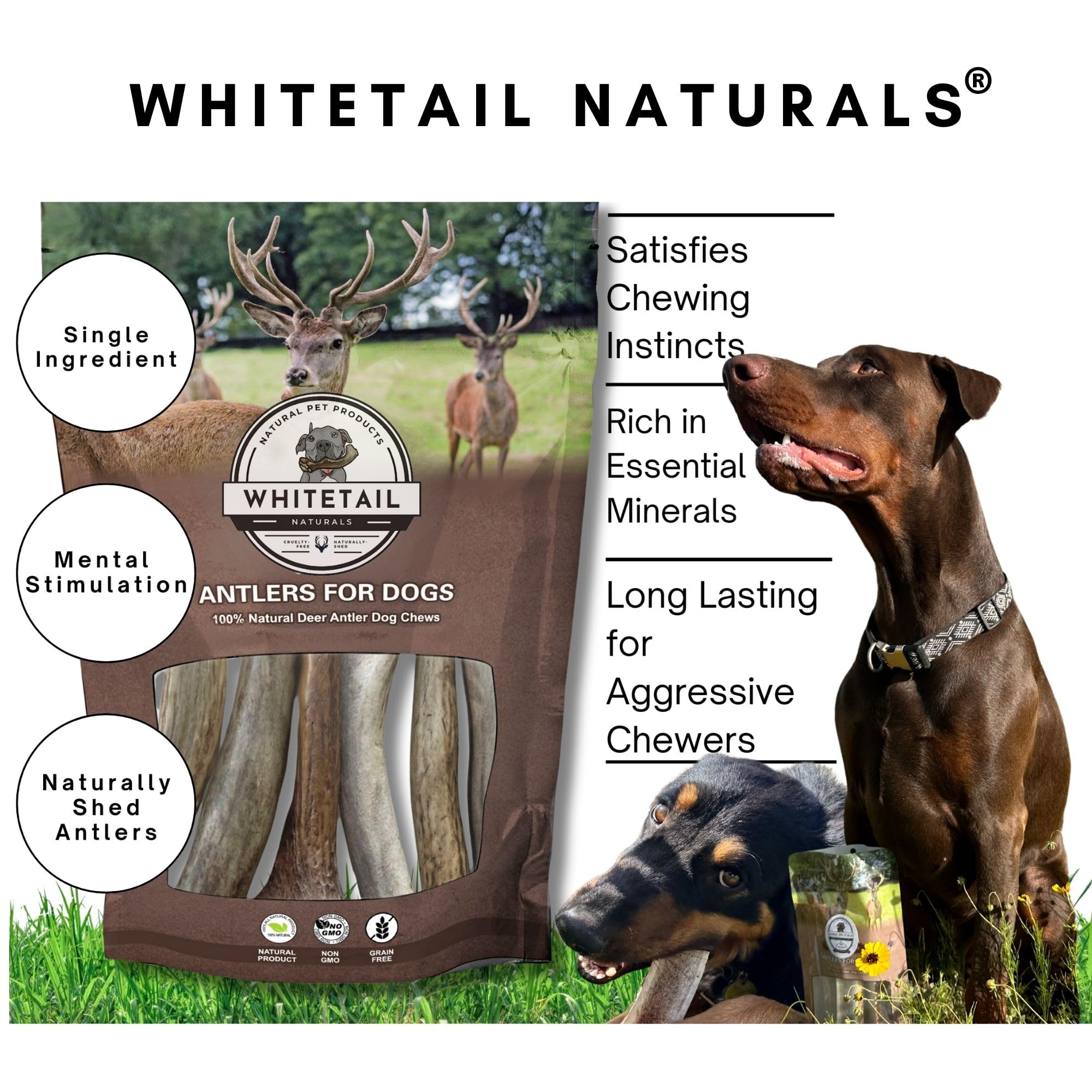 WhiteTail Naturals - Deer Antlers for Large Dogs - (1 Pack - Extra Large) - All Natural Dog Antler- Naturally Shed, Long Lasting