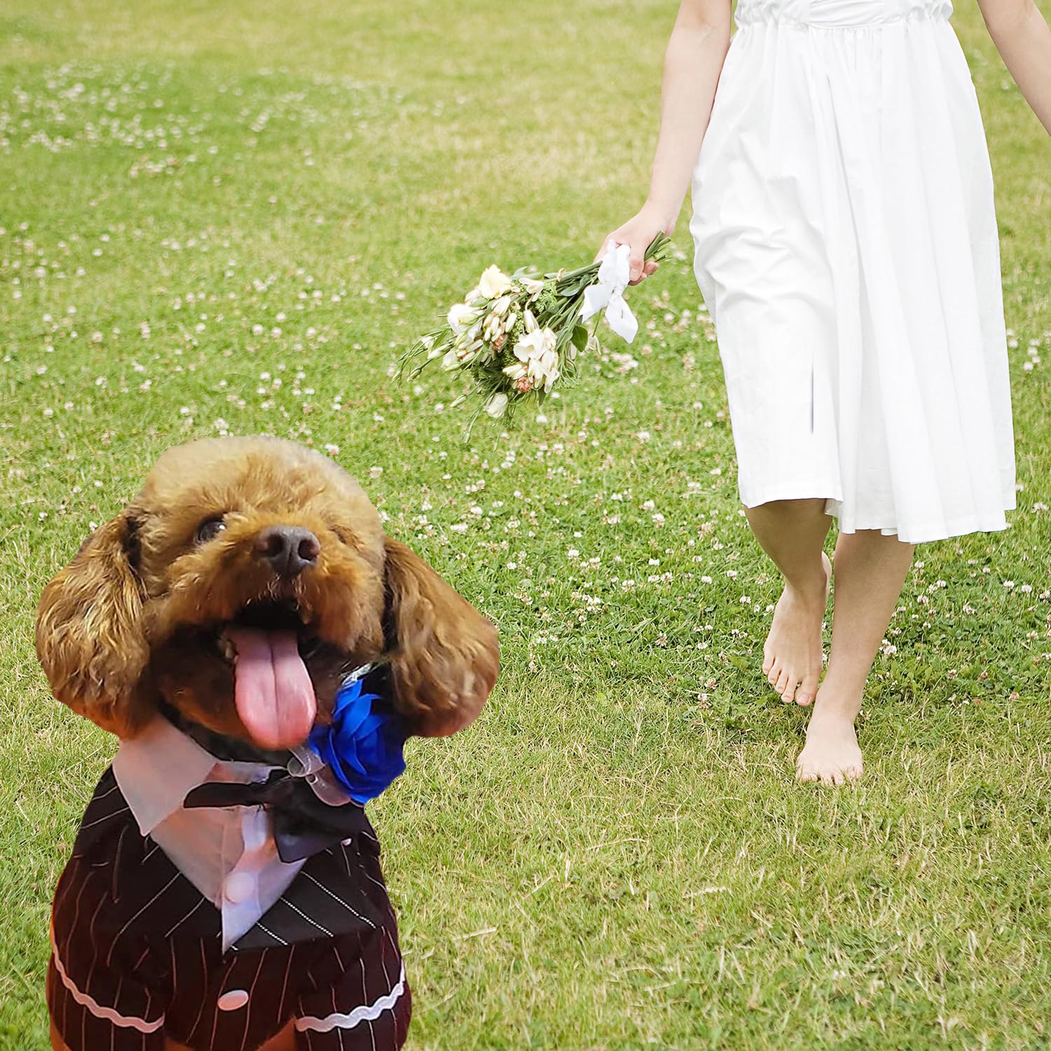 Gentleman Dog Shirt Puppy Pet Small Dog Clothes,Pet Suit Bow Tie Costume, Cat Wedding Shirt Formal Tuxedo With Black Tie, Dog Prince Wedding Bow Tie Suit (S, Black)