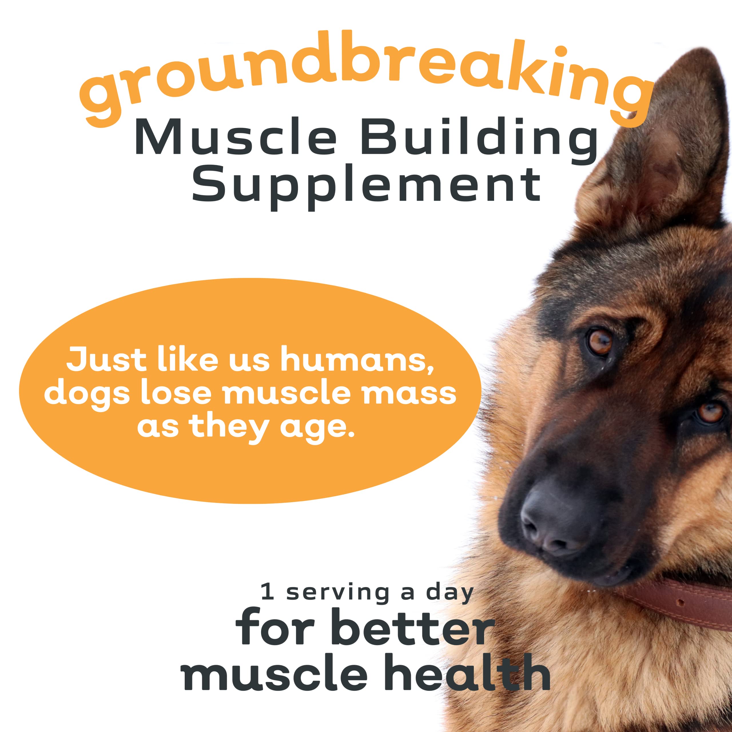 MYOS Canine Muscle Formula - Clinically Proven All-Natural Muscle Building Supplement - Reduce Muscle Loss in Aging Dogs and Imp
