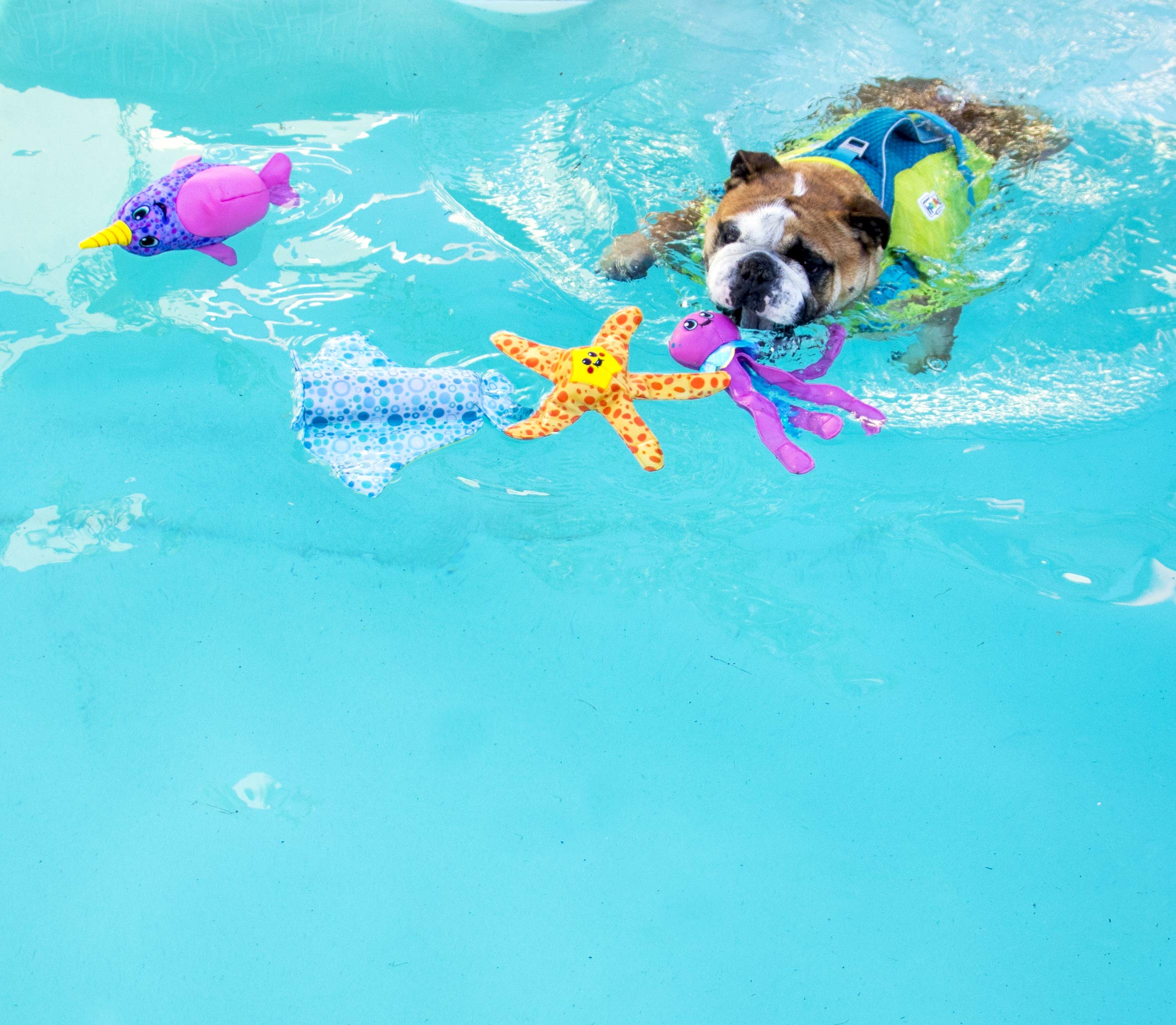 Outward Hound Floatiez Stingray Large Interactive Dog Toy - Blue & Yellow, 14.2x11.75 Inch, Perfect for Water Play