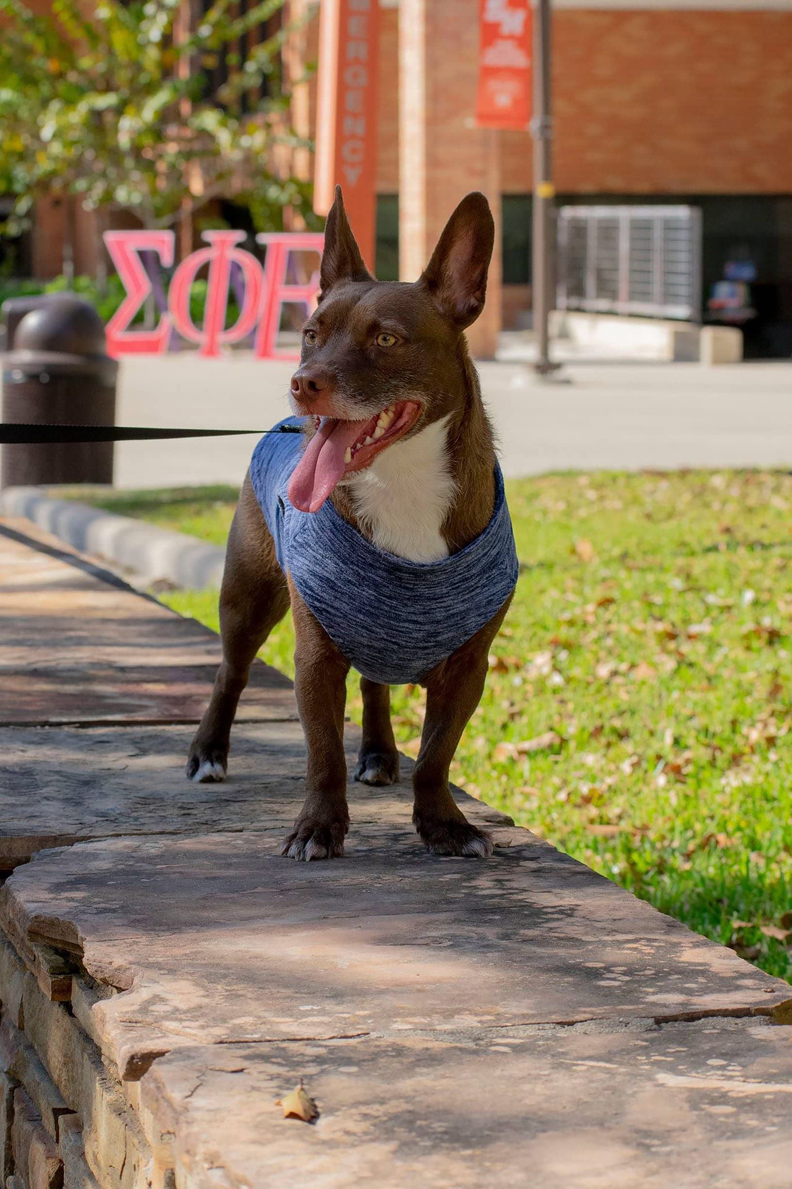 Gooby - Zip Up Fleece Vest, Fleece Jacket Sweater With Zipper Closure And Leash Ring, Gray Wash, Large