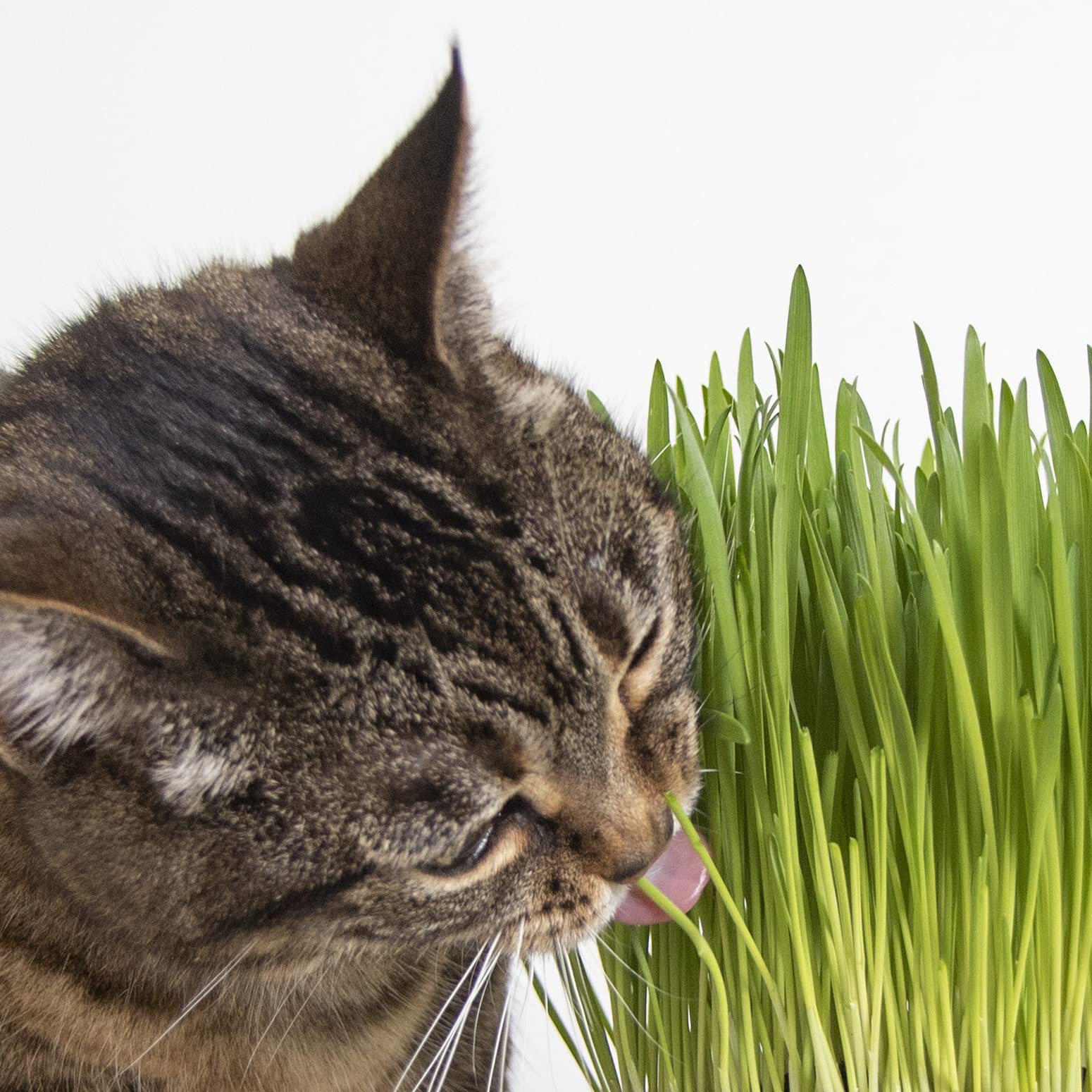 SmartyKat Sweet Greens Cat Grass Kit