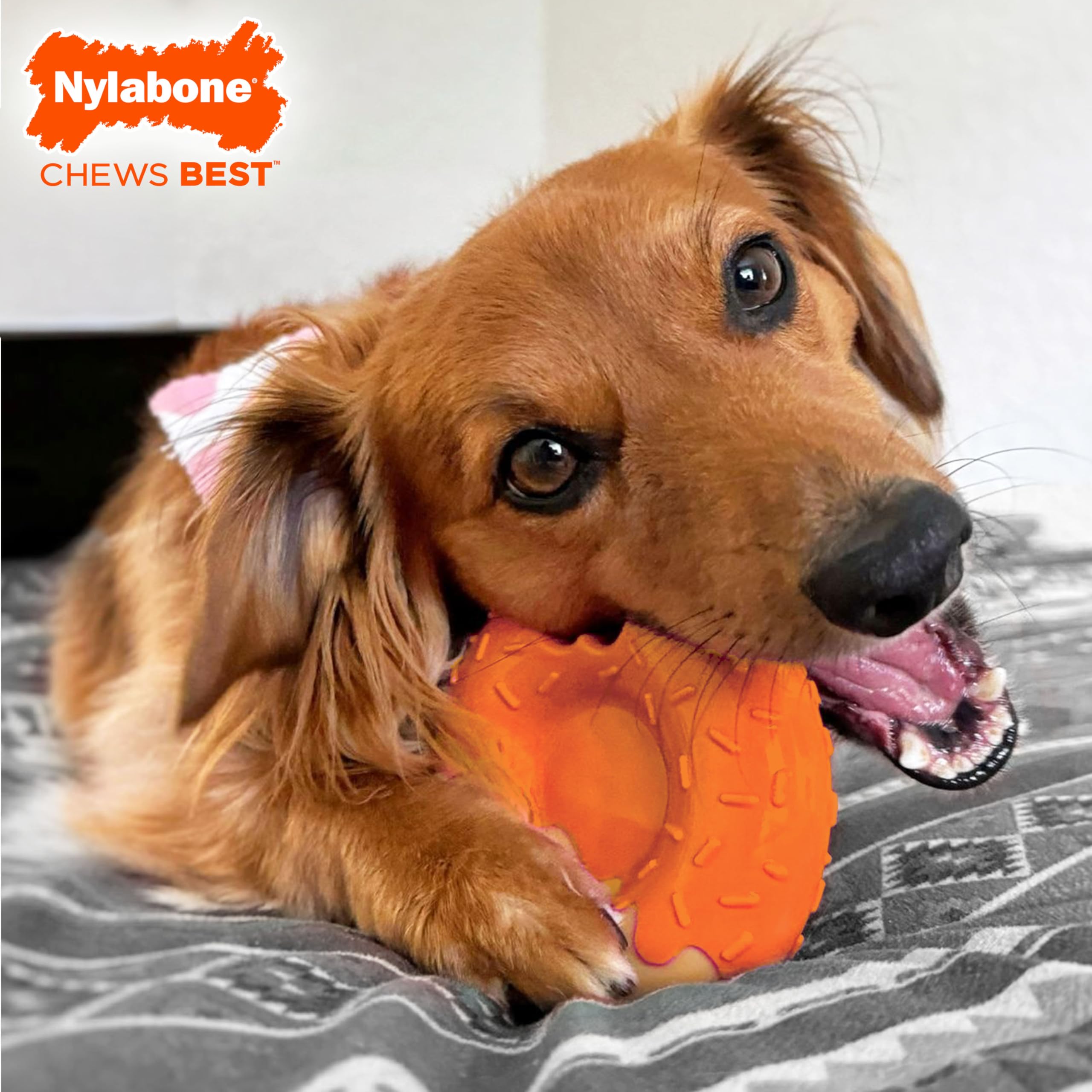 Nylabone Limited Edition 70th Birthday Donut Power Chew Toy for Dogs, Durable & Tough Dog Toys for Aggressive Chewers, Pumpkin &