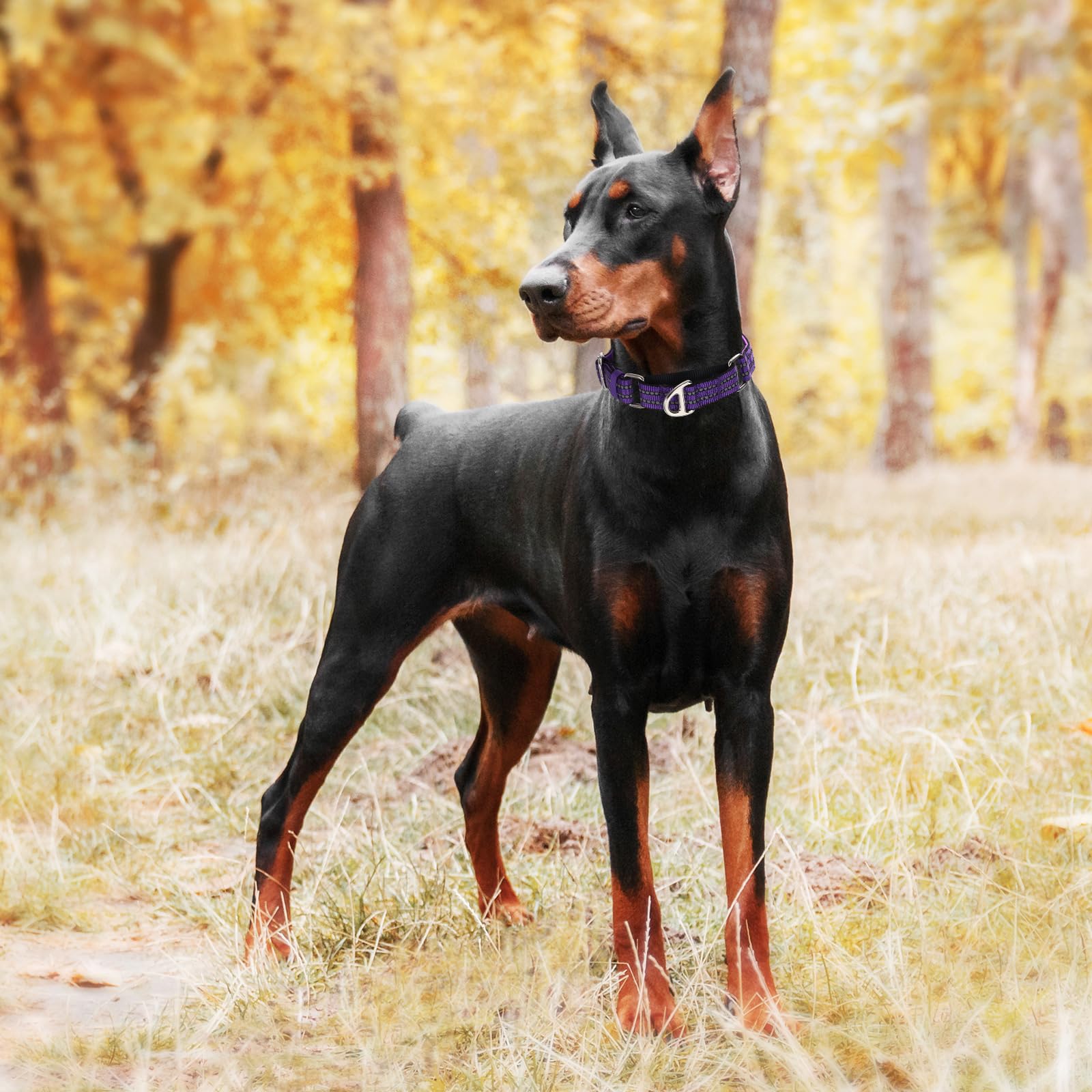 Martingale Collar For Medium Dogs With No Buckle,Reflective Nylon Padded Comfort Safe Dog Collar For Training,Nighttime Walking