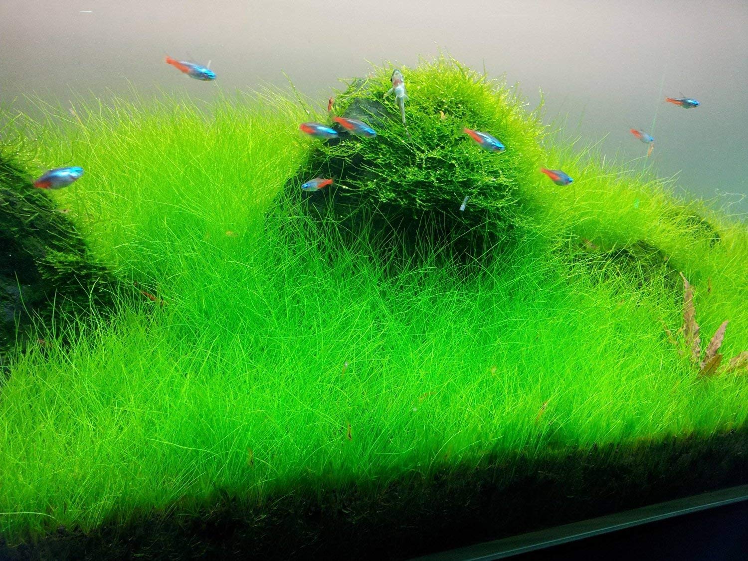 Tissue Culture Live Aquarium Plants | in Vitro Freshwater Aquatic Plants for Small Aquariums and Foreground (Dwarf Hairgrass)