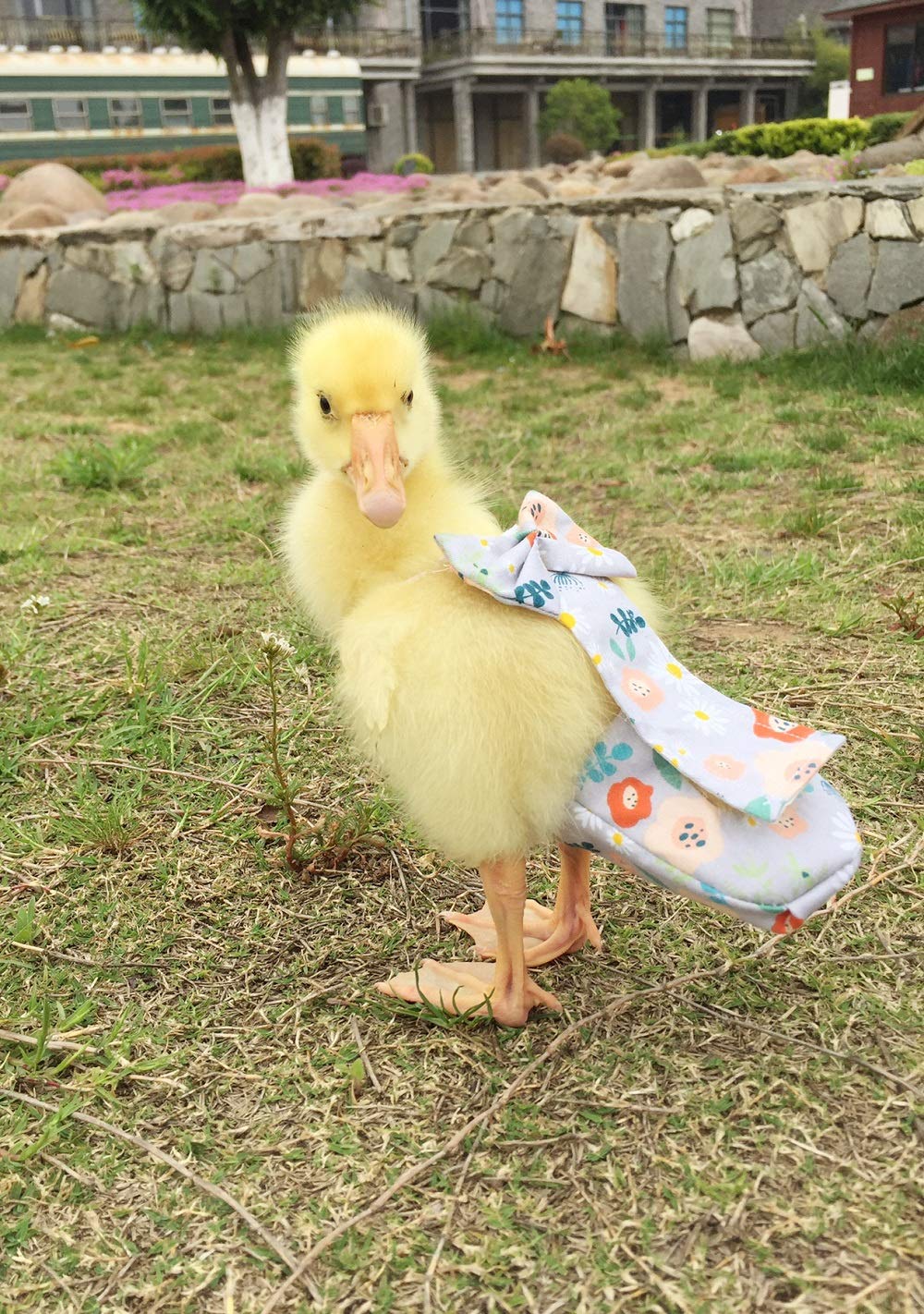 HEZHUO Poultry Diapers - Waterproof, Adjustable, Washable & Reusable for Ducks, Chickens & Geese (XL: 350g-450g)