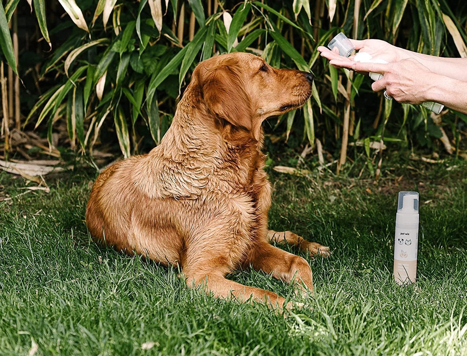 Dry Wash Shampoo For Pets - Soothing & Deodorizing, Natural Ingredients, Quick Drying & No Rinsing Required (Aloe & Oat)