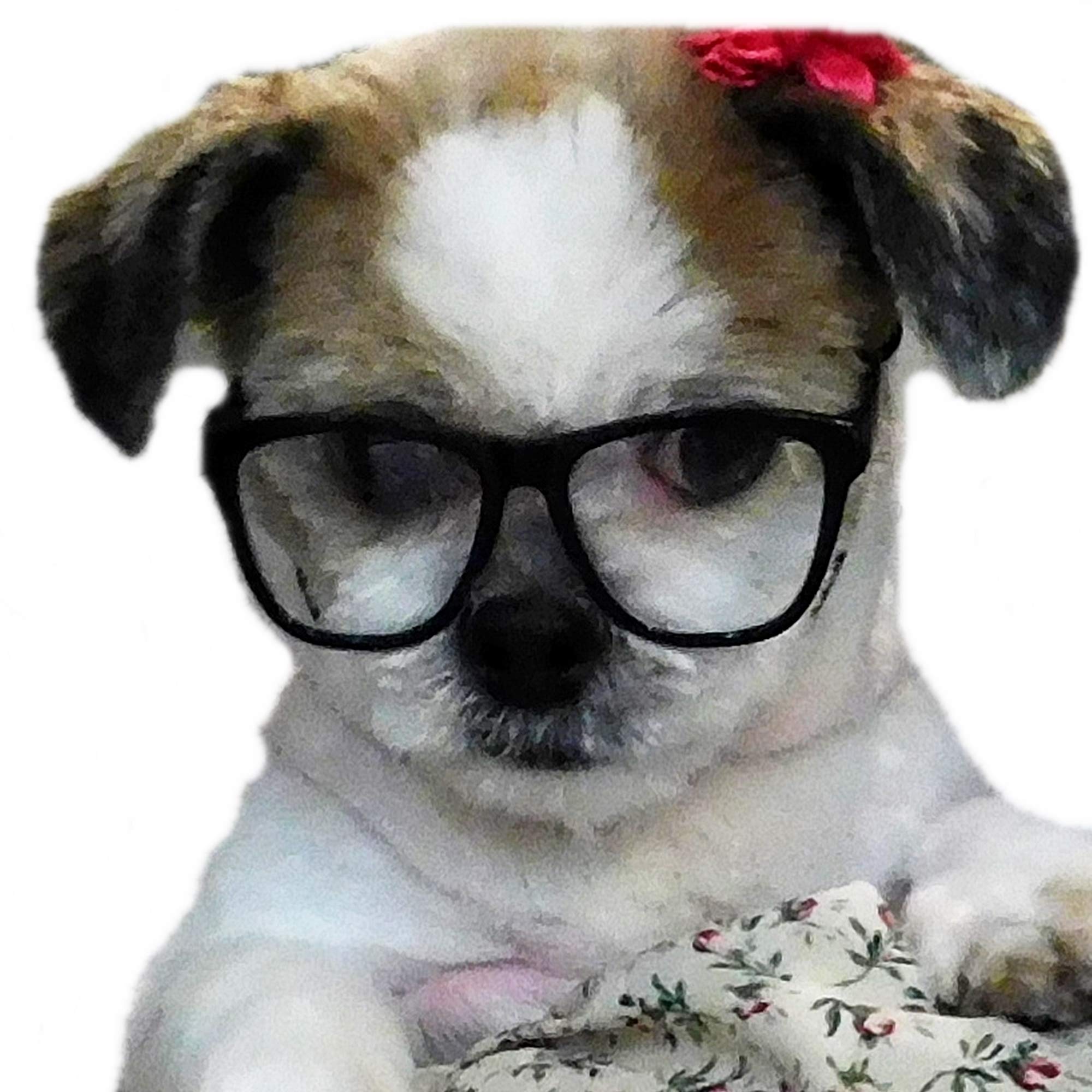 G015 Dog Small Breed Up To 15Lbs Pet Cat Costume Clear Lens Tiny 80S Retro Glasses (Black-Clear Lens)