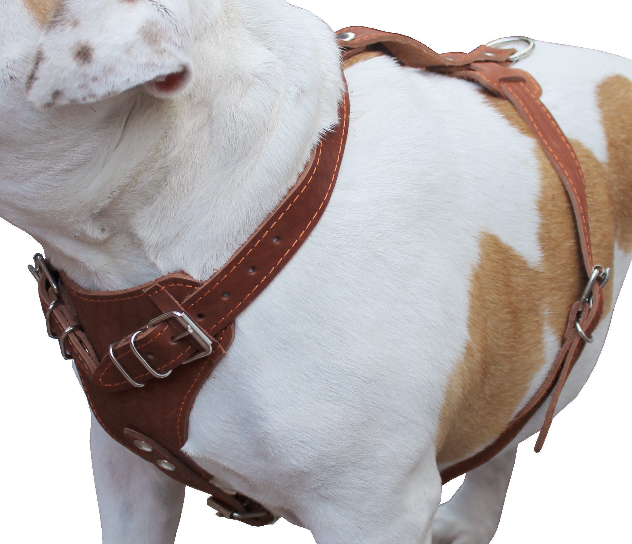 Genuine Leather Dog Harness, 33'-41' Chest, 1' Wide Straps Newfoundland, Great Dane