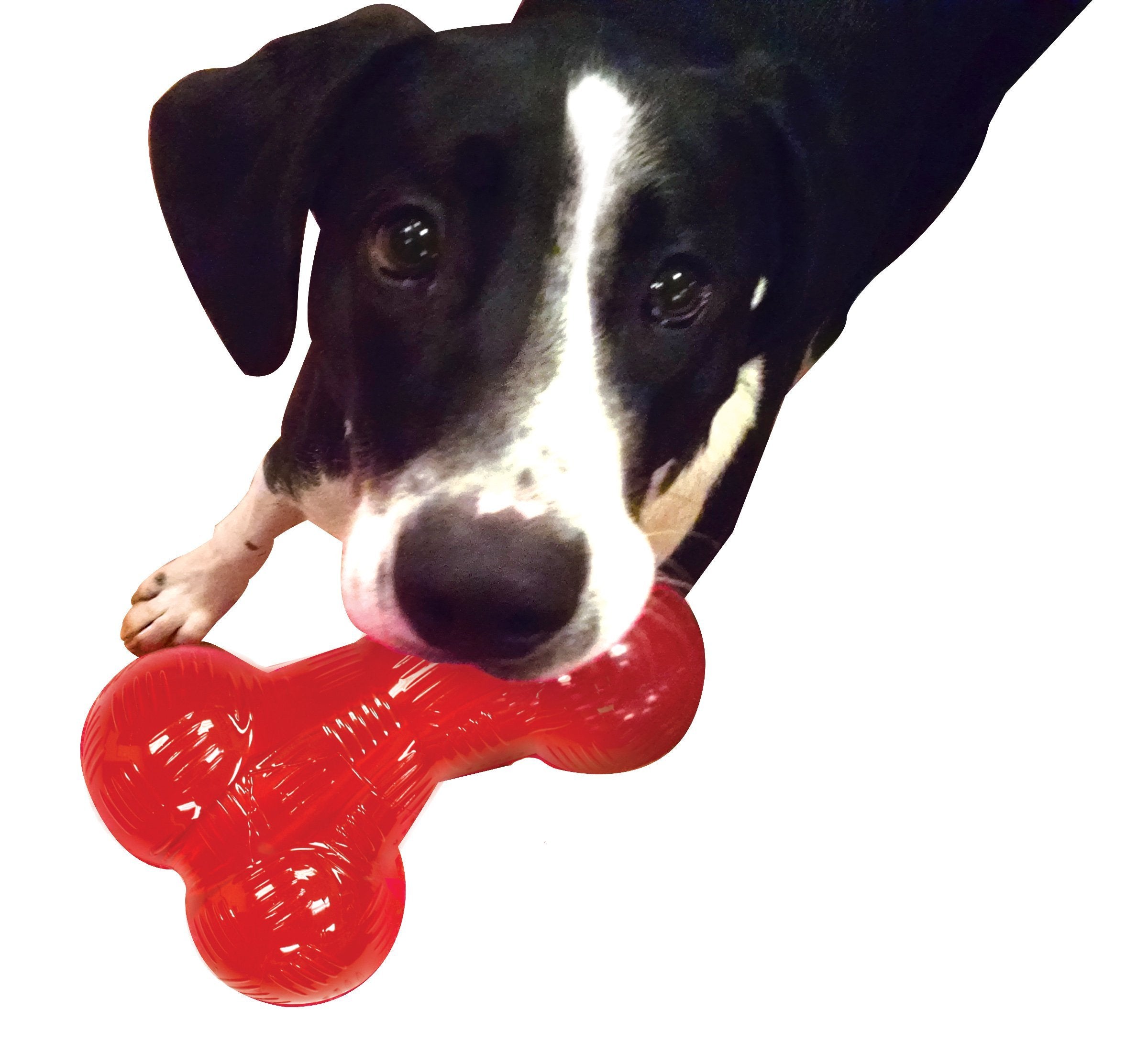 SPOT by Ethical Products Play Strong Bones Chew Toys and Ball Toys for Dogs - Great for Aggressive Chewers and Puppies - Ball -