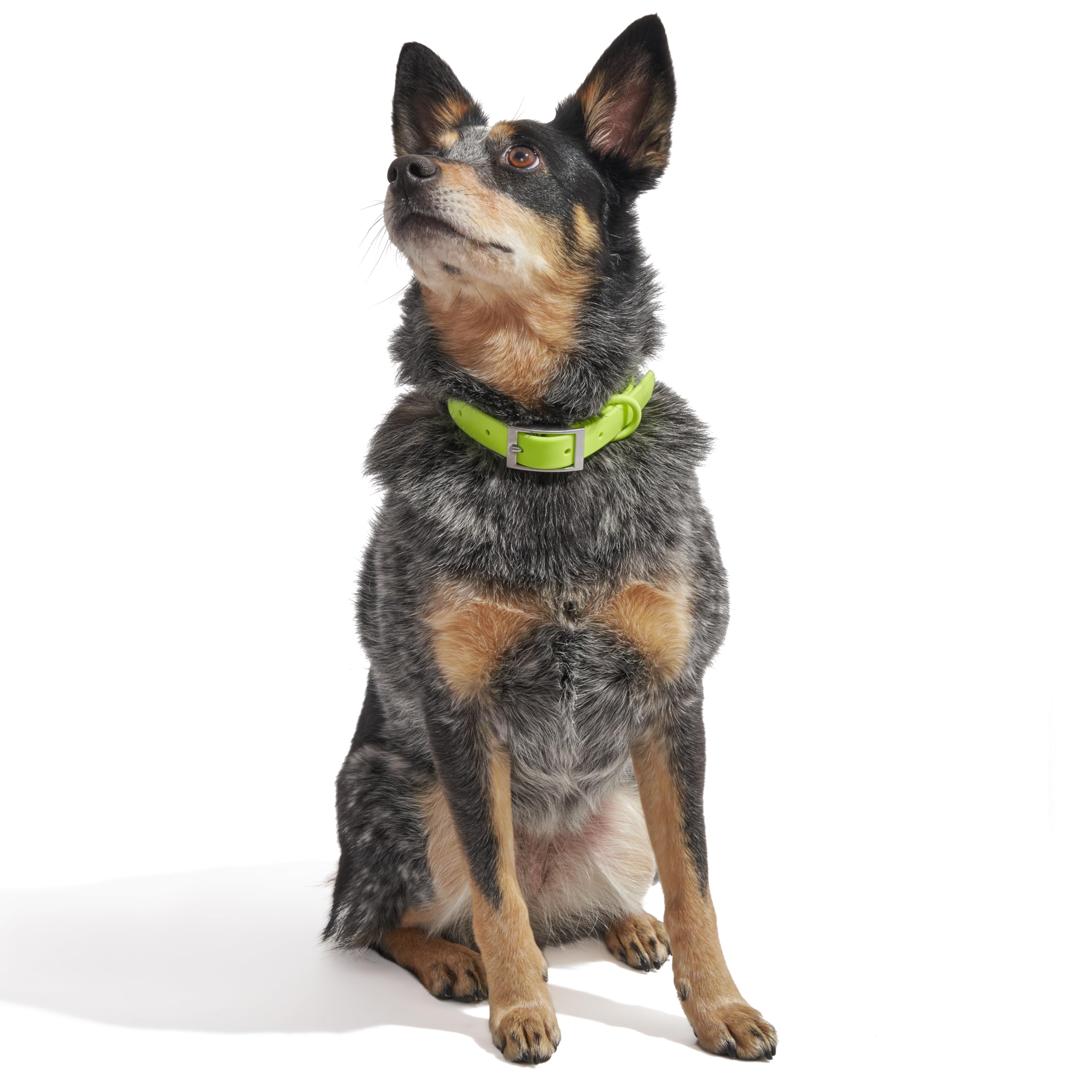 Wild One Dog Collar - Easy-Clean Flex-Poly, Durable, Limeade, Size S, Model WO-CLR-S-LMA