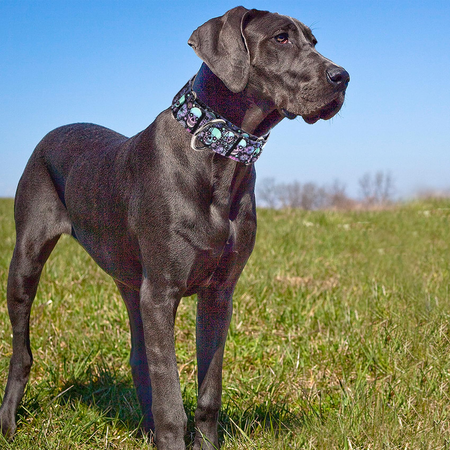 1.5 Inch Skulls Martingale Collar For Dogs, Wide,Big&Thick Dog Collar,Heavy-Duty Training Collar For Medium Large Extra Large Do