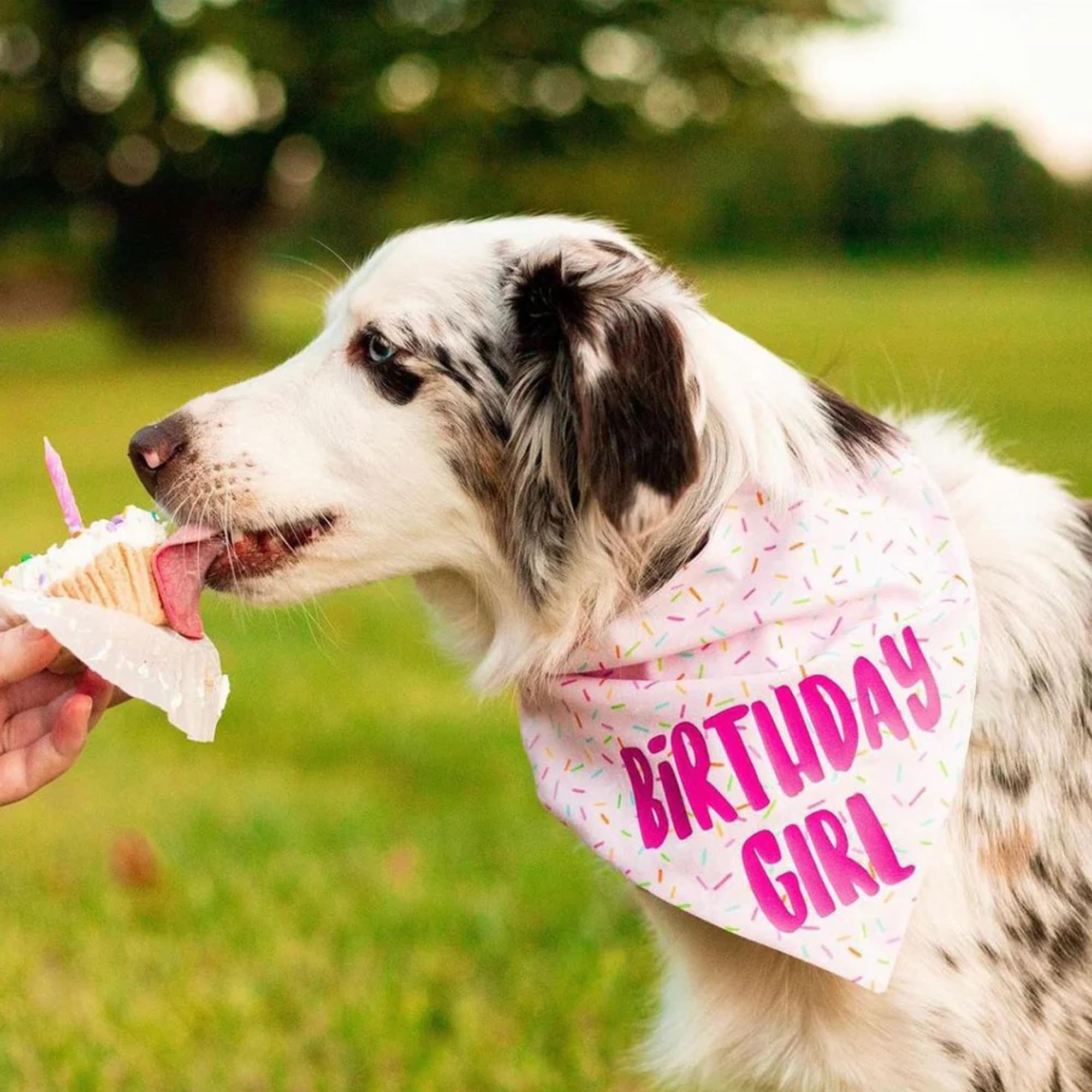 Birthday Girl Dog Bandanas 1 Pack, Pink Dog Scarfs For Girl, Hbd Pet Scarves For Birthday Party Decoration For Small Medium Larg