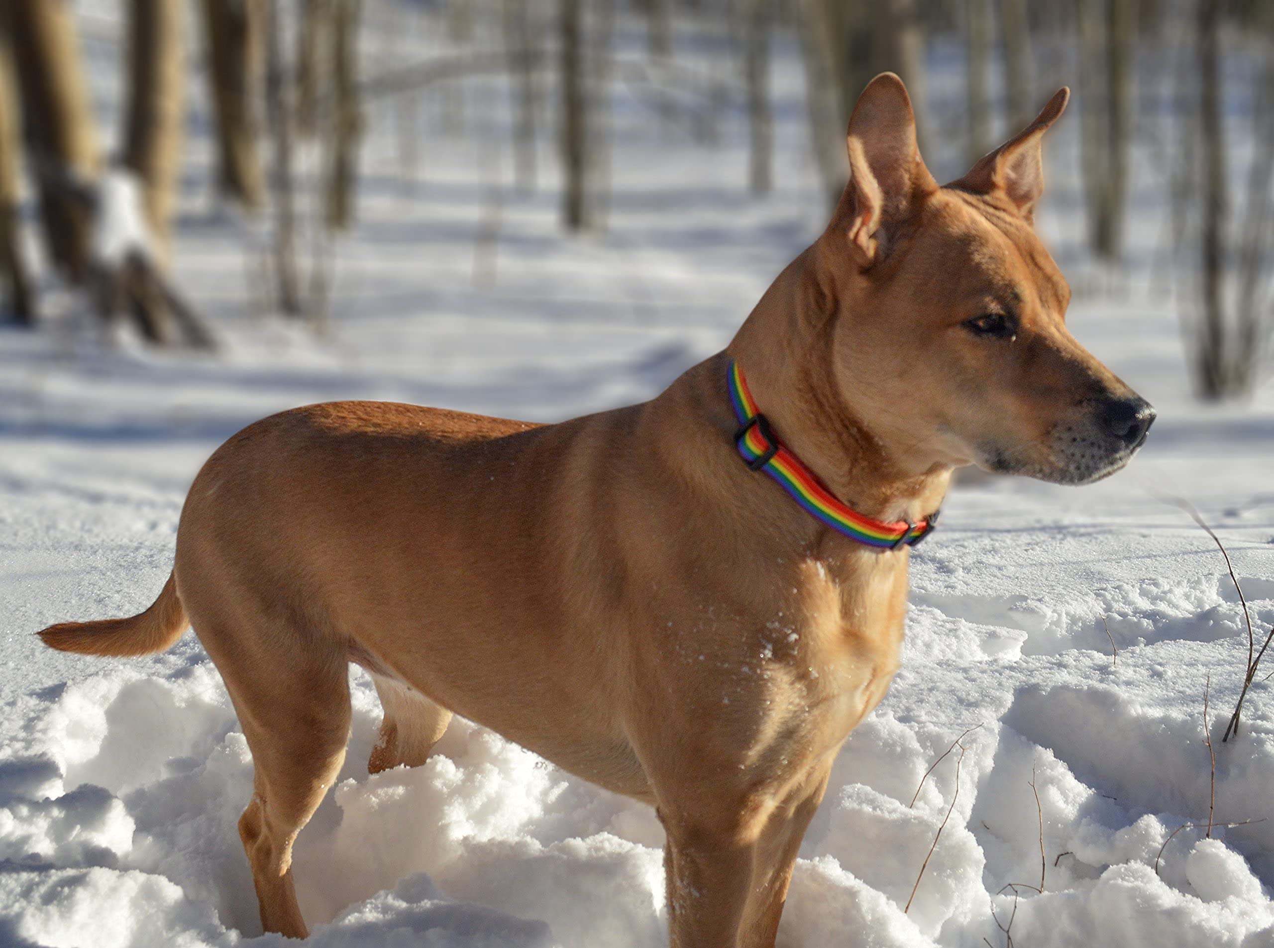 Native Pup Rainbow Flag Dog Collar Gay Pride Stuff For Parade, Lgbtq Flags Equality Pet Apparel Decor Gift And Lgbt Ally Accessories (Large)