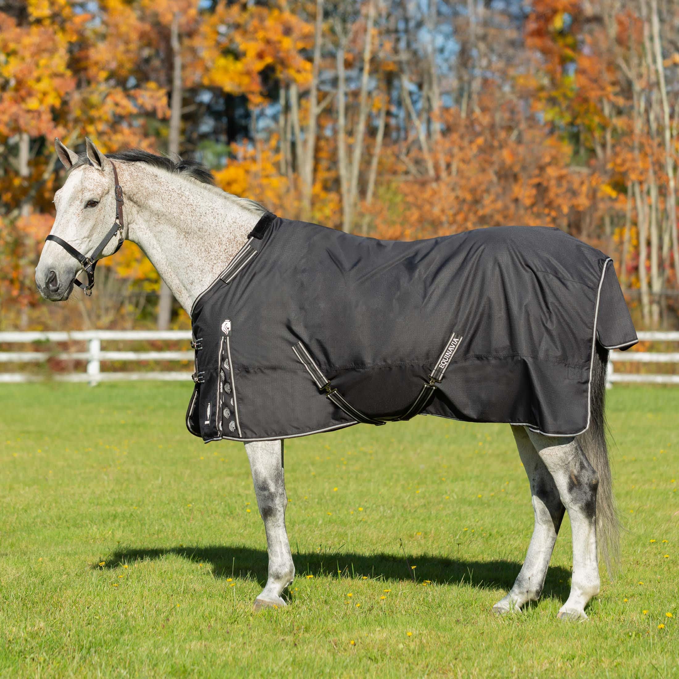 Equinavia Norse No Fill Horse Rain Blanket (0G) | Waterproof Lightweight Turnout Sheet - Black - 66 In - Black - 81 In