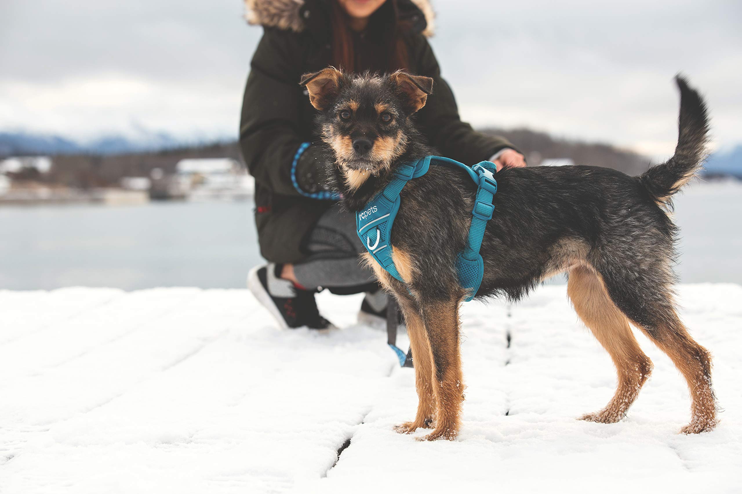 Rc Pet Products Momentum Dog Harness, Medium, Dark Teal