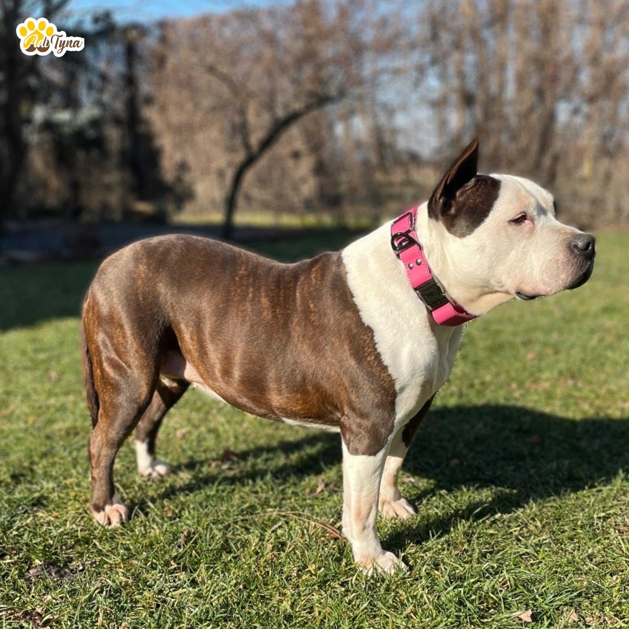 ADITYNA Pink Leather Dog Collar with Metal Buckle - Heavy-Duty, Adjustable for Large & Extra Large Girl Dogs - Walking & Trainin