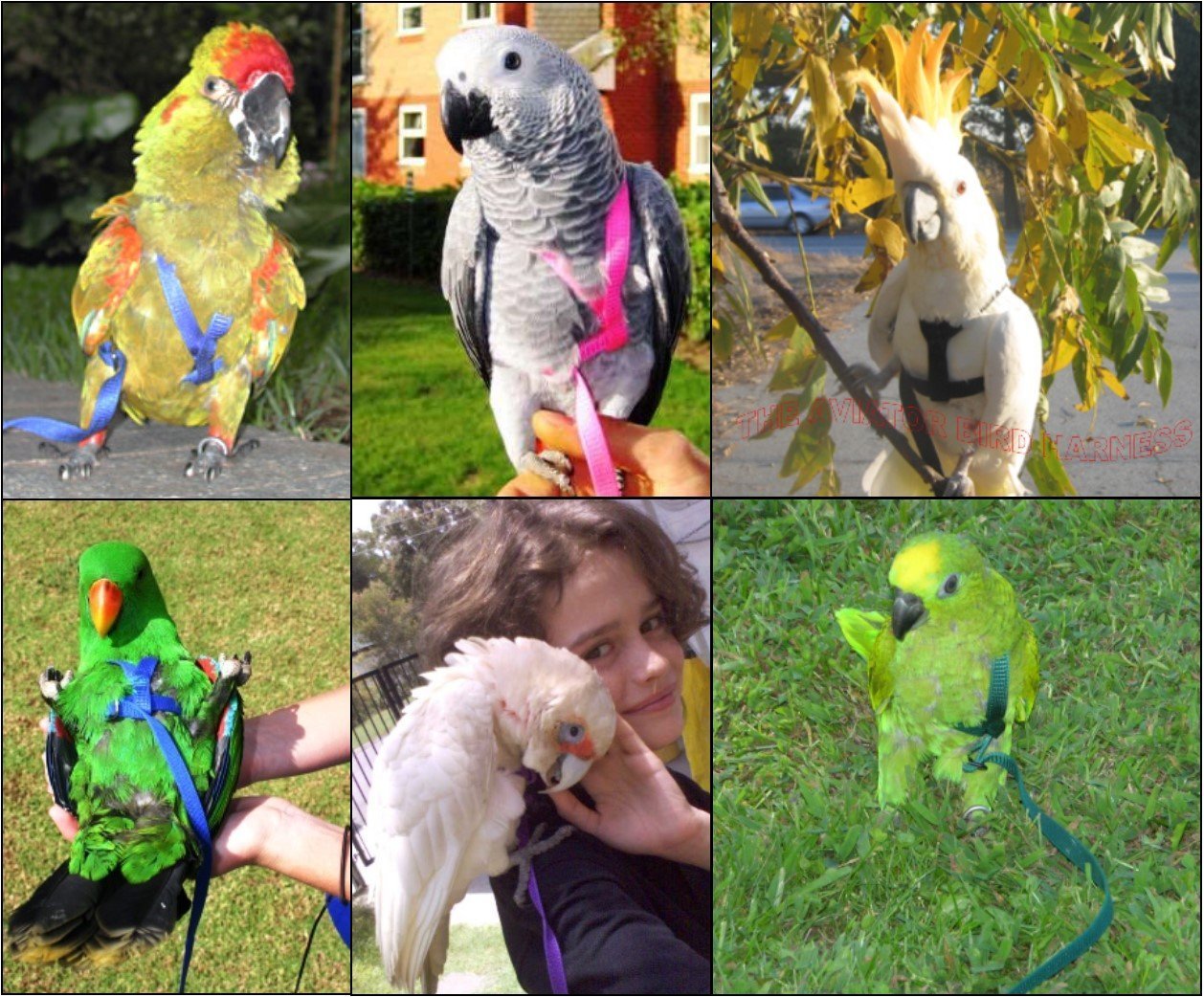 The AVIATOR Pet Bird Harness and Leash: Medium Black
