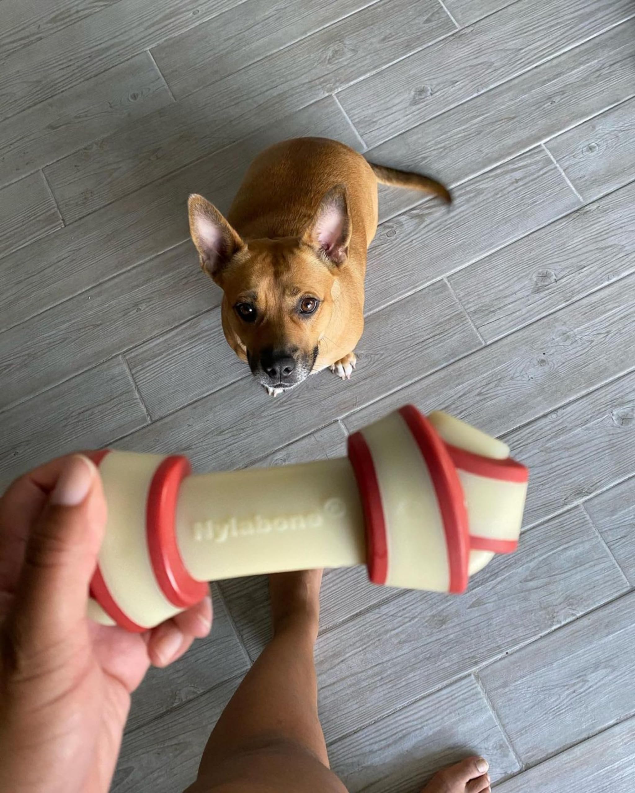 Nylabone Power Chew Rawhide Knot Chew Bone Large - Up To 50 Lbs.