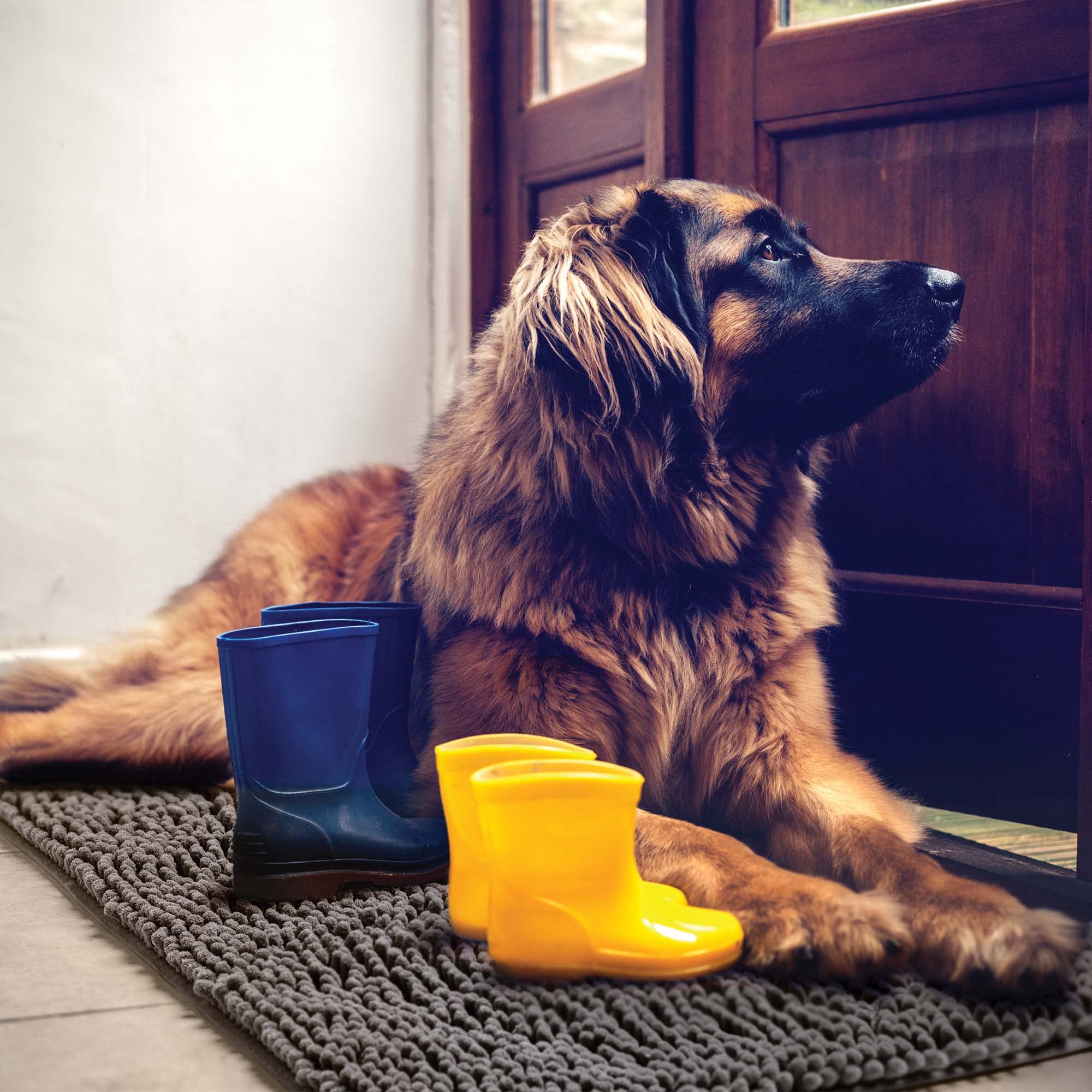 DogBuddy Dog Door Mat, Super Absorbent Microfiber Doormat, Washable Mat for Muddy Paws, Quick Dry Pet Rug, Non Slip Rugs for Ent