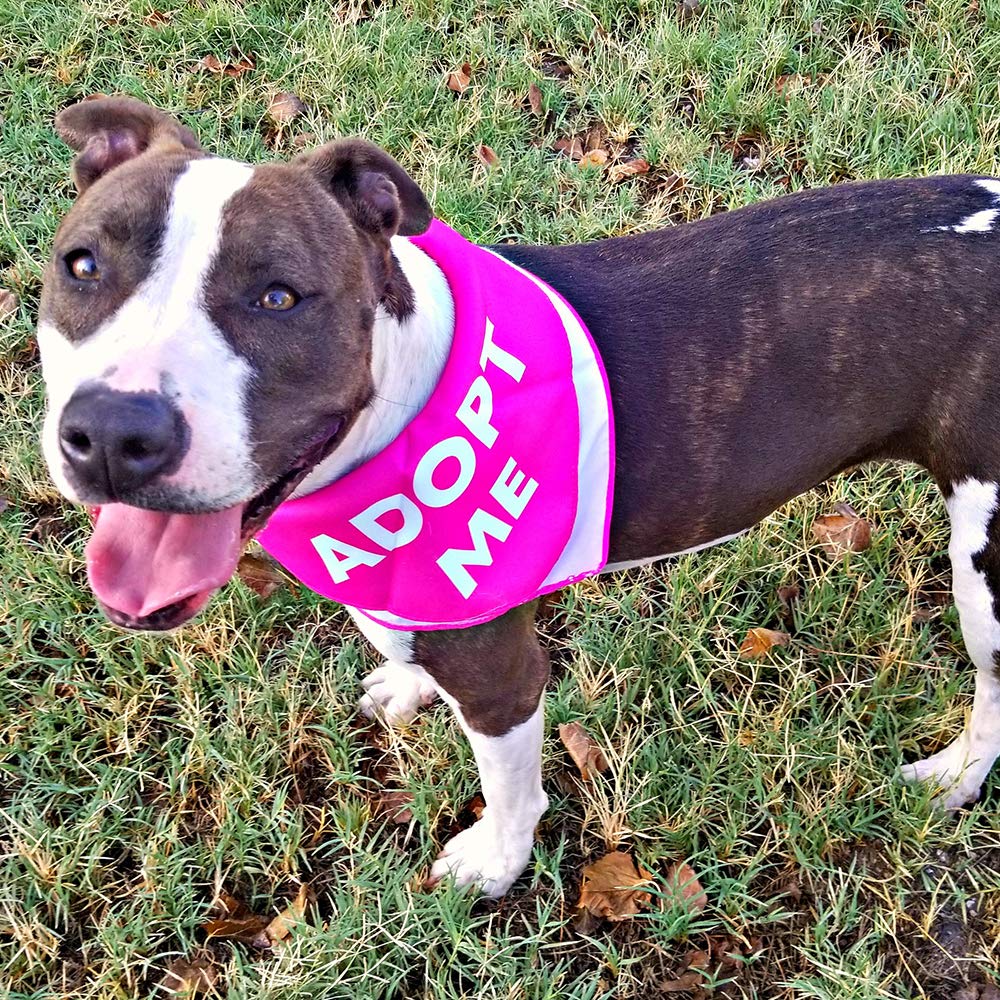 Max And Neo Dog Bandanas - We Donate 1 For 1 To Dog Rescues For Every Product Sold (5 Pack, Deaf)