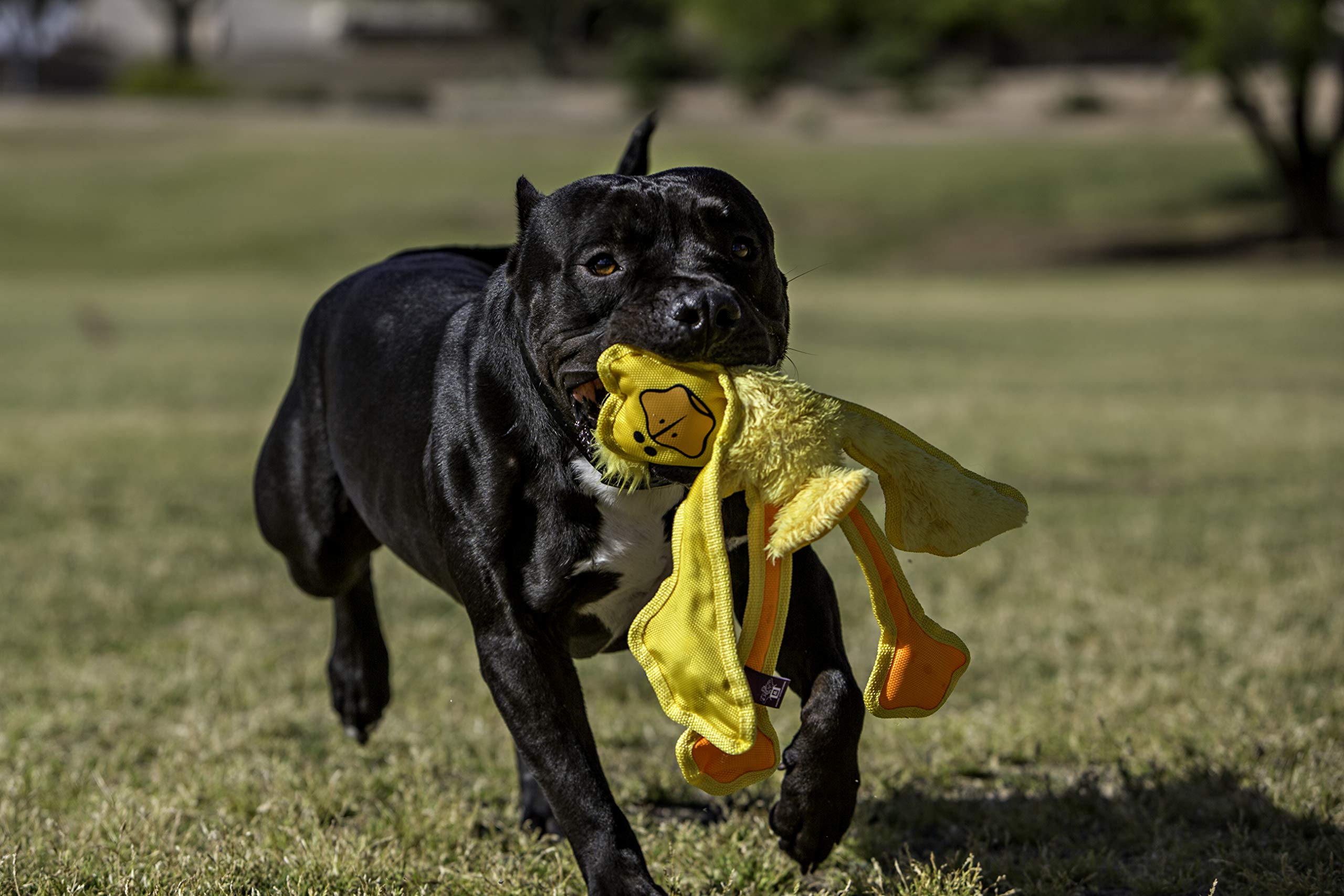 Multipet Skele Duck Dog Rope Toy - Nylon Tug of War - Squeaky Toy for All Dogs - for Playing Toss & Fetch - Cute Dog Pet Toy (15