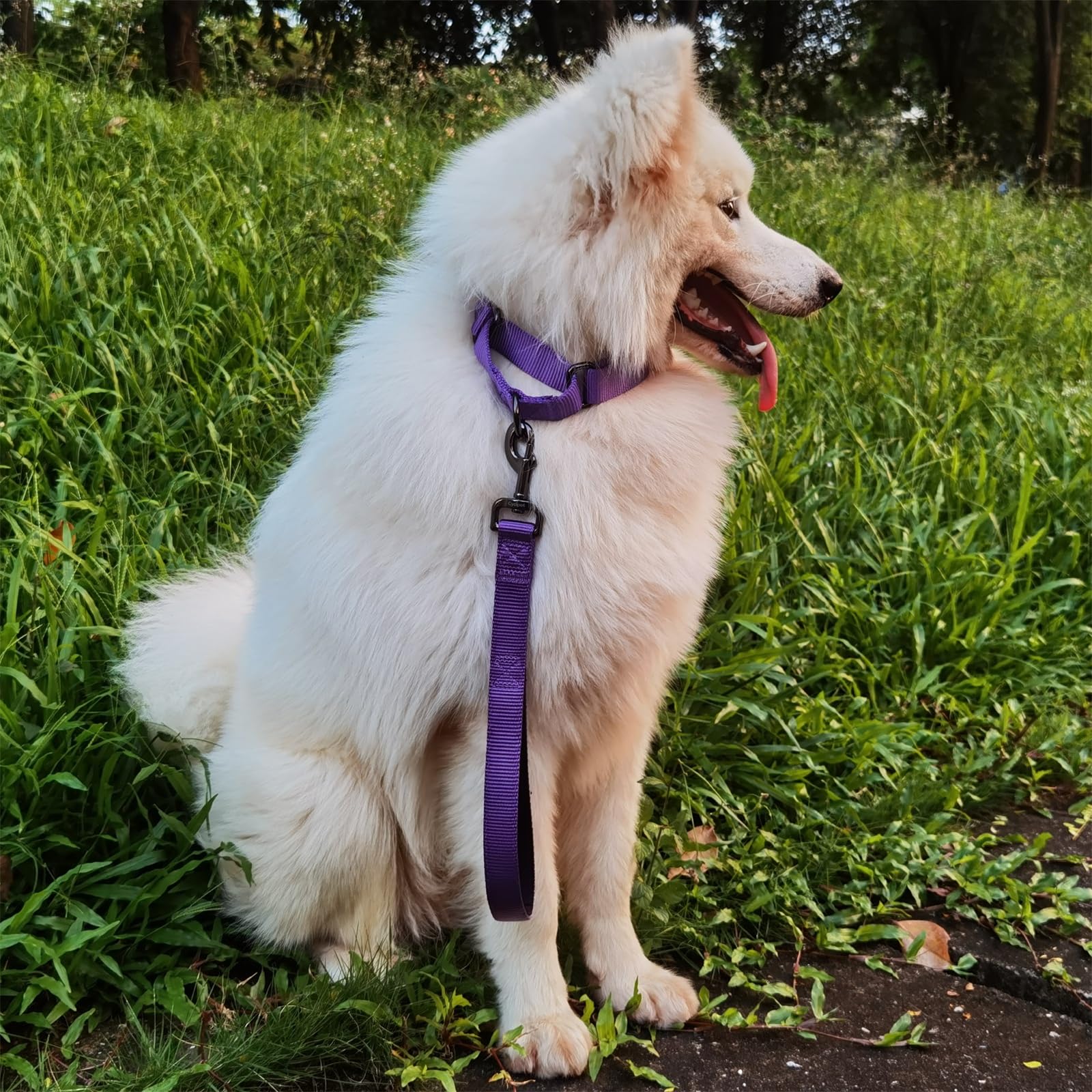 Cyclpet Advanced 12 Inches Nylon Short Dog Leash With Heavy Duty Clasp And Comfortable Soft Padded Handle For Large Medium Breed