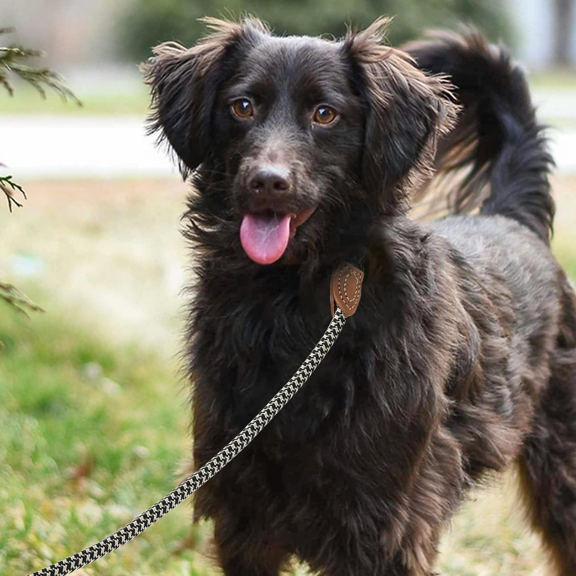 Mile High Life | Mountain Climbing Dog Rope Leash With Heavy Duty Metal Sturdy Clasp | Genuine Leather Tailored Connection With