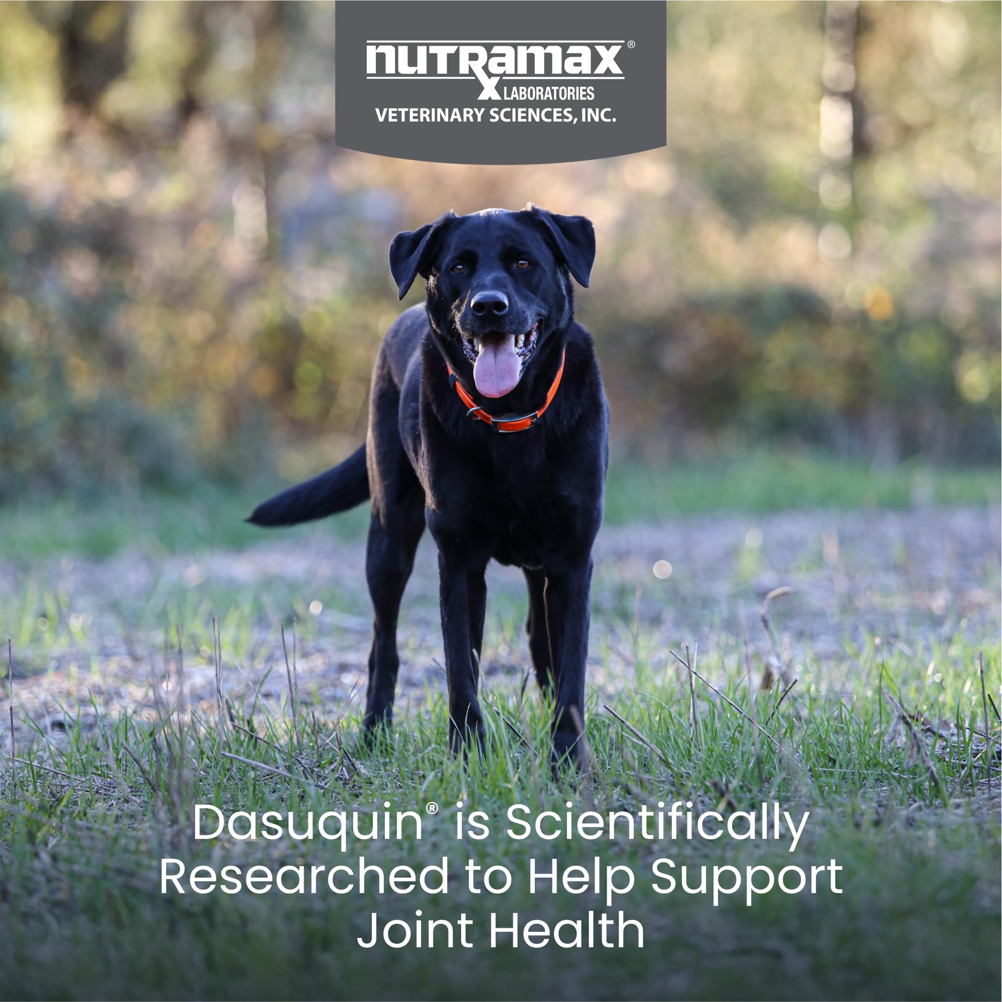 Nutramax Dasuquin for Large Dogs, Joint Health Supplement, Contains Glucosamine for Dogs, Plus Chondroitin, ASU and More, Suppor