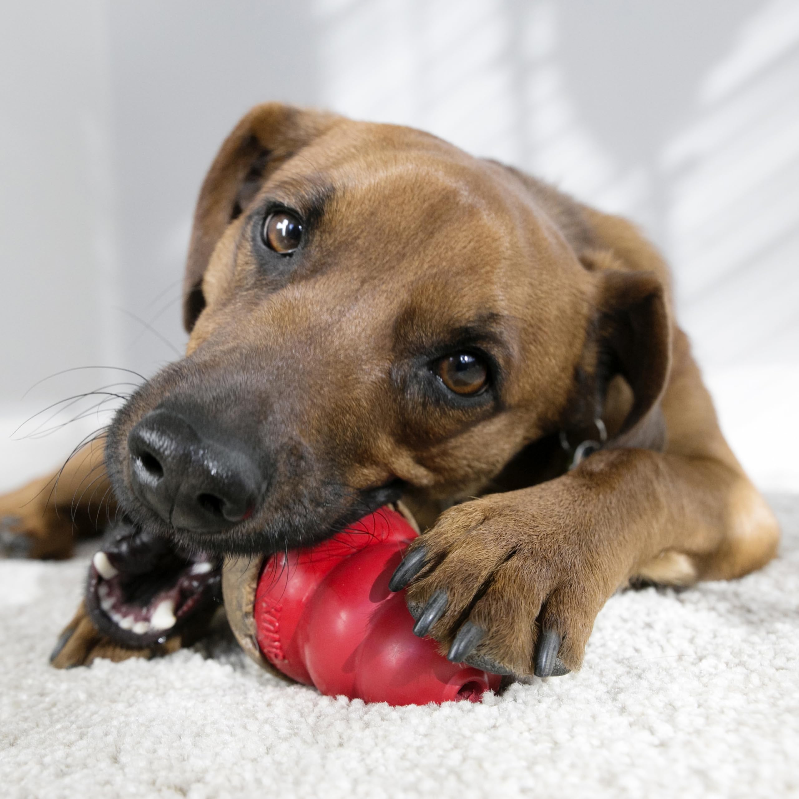 KONG - Classic Durable Dog Toy and Marathon Chew Treat Combo (2 Pieces) - Peanut Butter, Medium