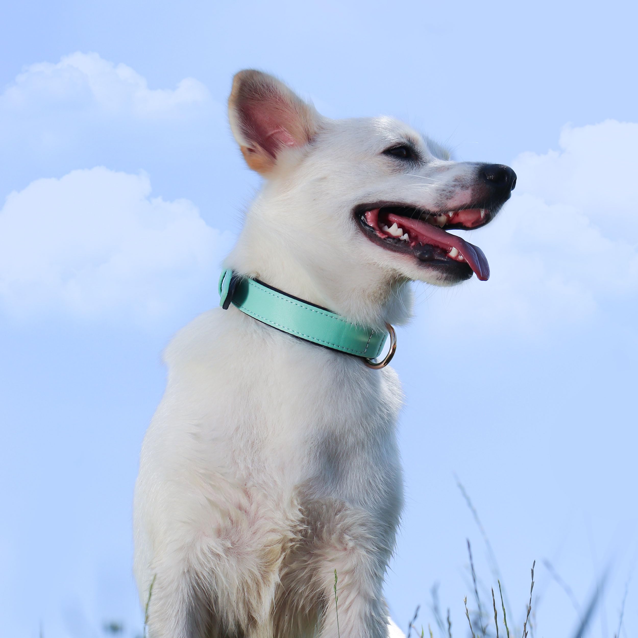 Didog Soft Padded Dog Collars For Medium Dogs, Lightweight And Breathable Dog Collar Waterproof With Metal Buckle, Green, L