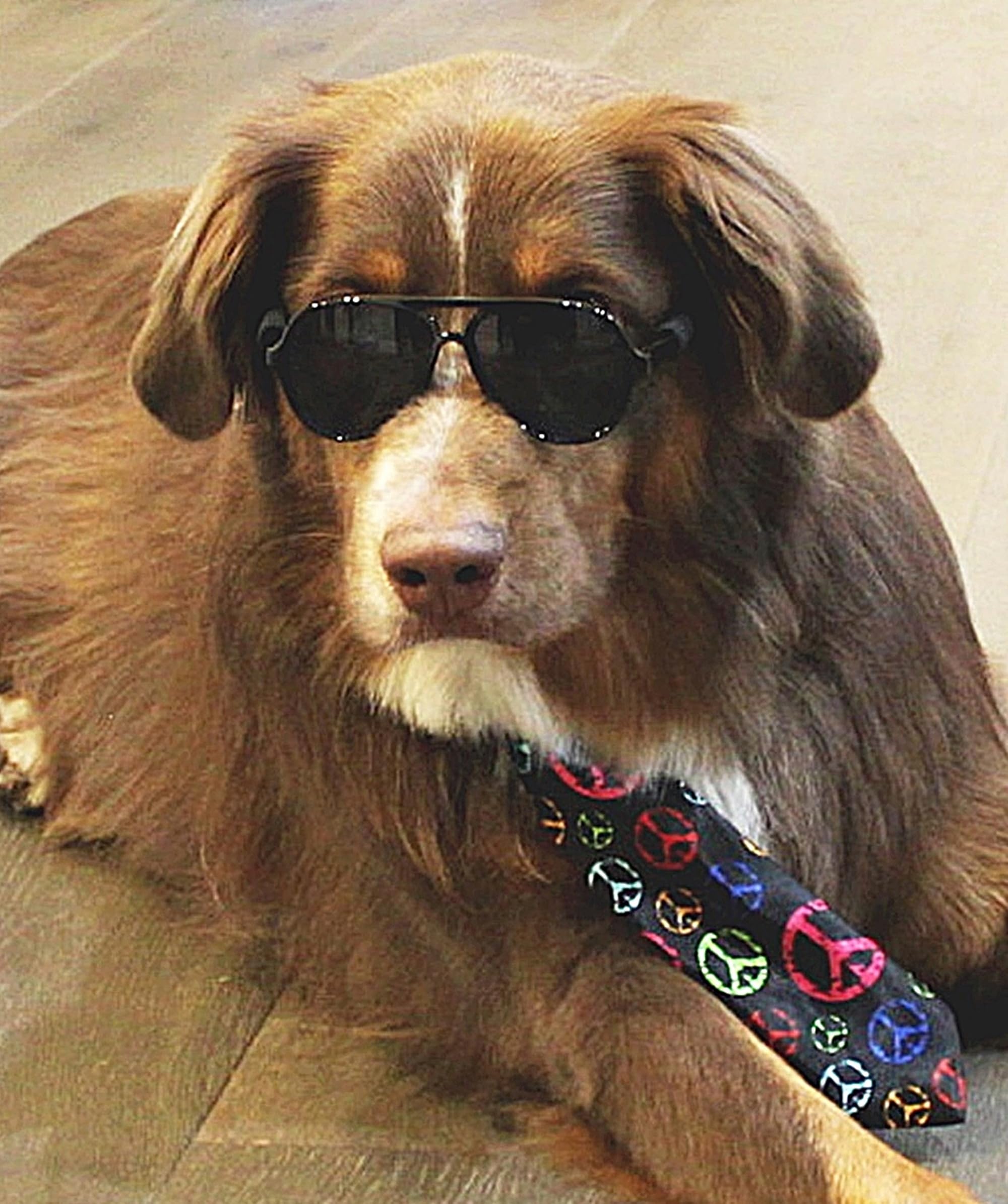 G010 Dog Pet Costume Prop Aviator Sunglasses Medium Breeds 20-40 Lbs (2-Pack Black+ Tortoise Brown)