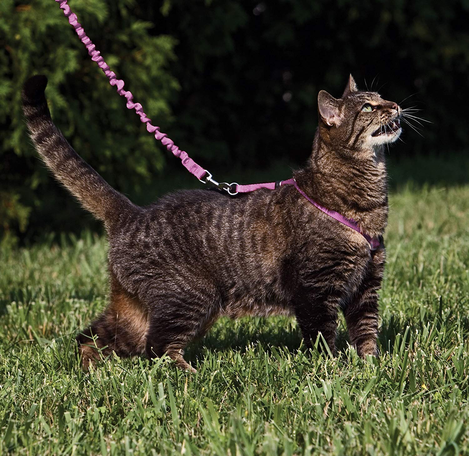Petsafe Come With Me Kitty Harness And Bungee Leash, Large, Dusty Rose
