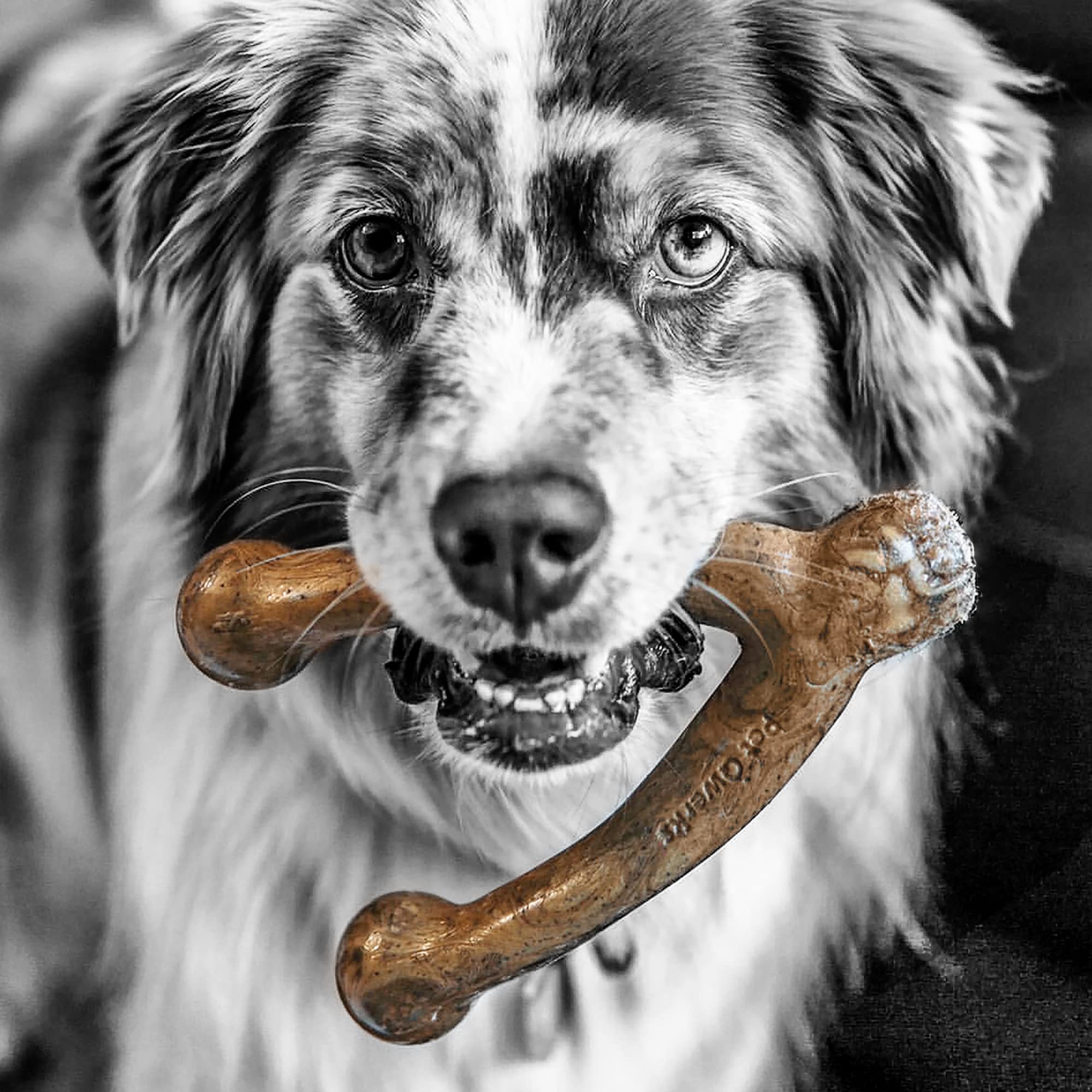 Pet Qwerks Wishbone Barkbone - Nylon Chew Toy For Aggressive Chewers - Bacon Flavor - 8.25'