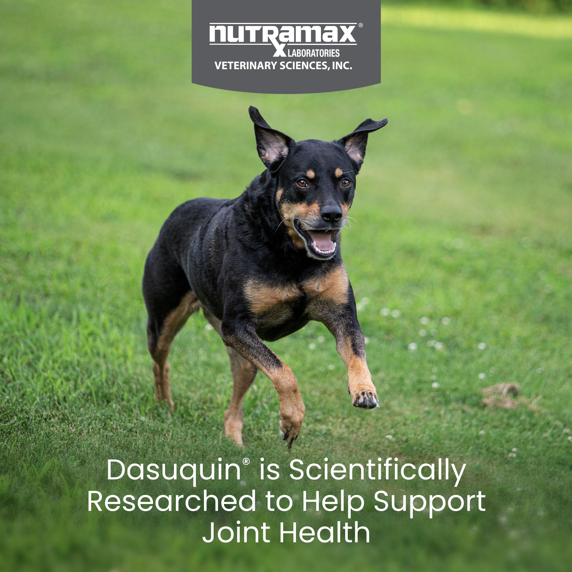 Nutramax Dasuquin Joint Health Supplement for Small to Medium Dogs - With Glucosamine, Chondroitin, ASU, Boswellia Serrata Extra