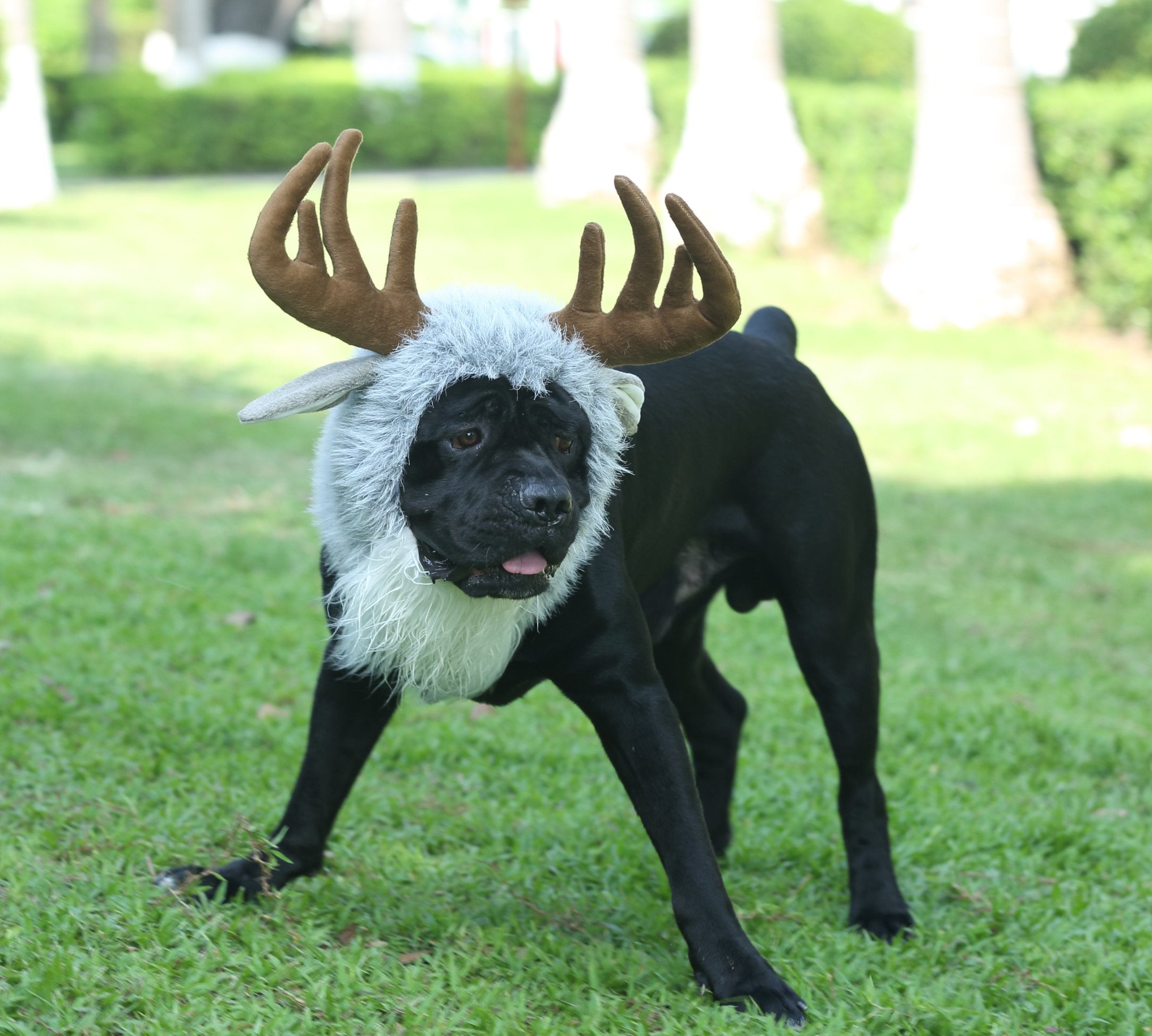 Onmygogo Funny Moose Costumes For Dog, Cute Furry Pet Wig For Halloween Christmas, Pet Clothing Accessories (Moose, Size L)