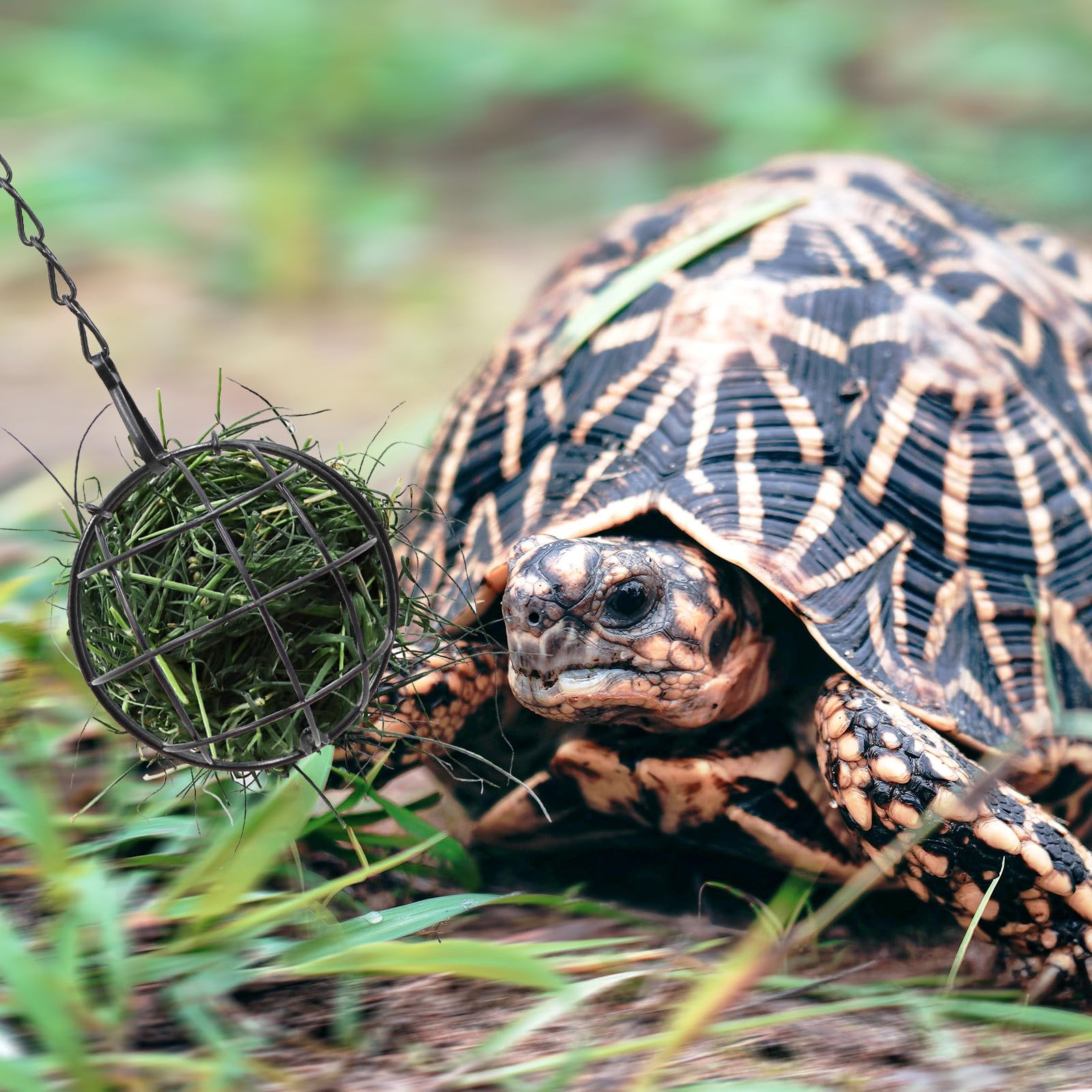 3.1 Inches Tortoise Treat Ball Toy, Hanging Turtle Stainless Steel Hay Feeder Ball, Small Animal Grass Fruit Vegetable Feeder Ho