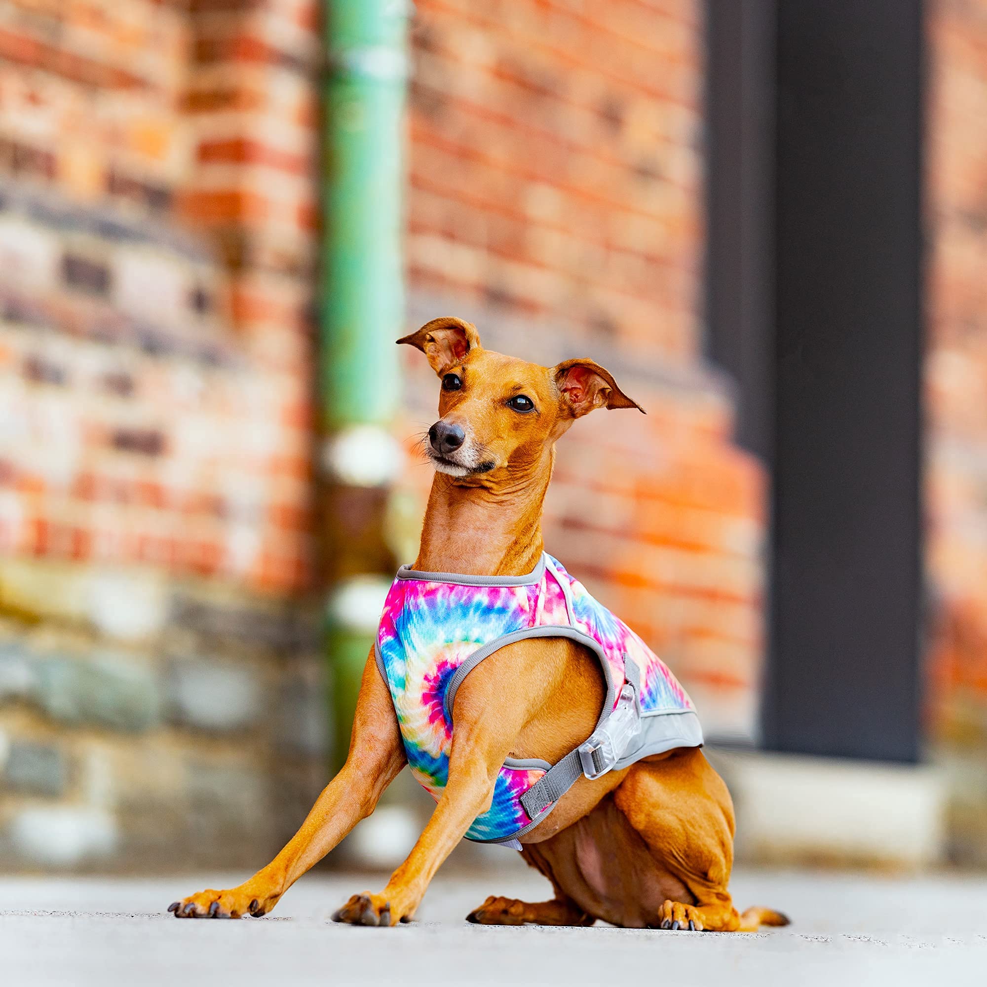 Canada Pooch Dog Cooling Vest - Evaporative Cooling Vest For Dogs With Breathable Mesh Material & Reflective Lining, Adjustable Dog Cooling Vest Great For Dogs 28 (27-29' Back Length), Tie Dye