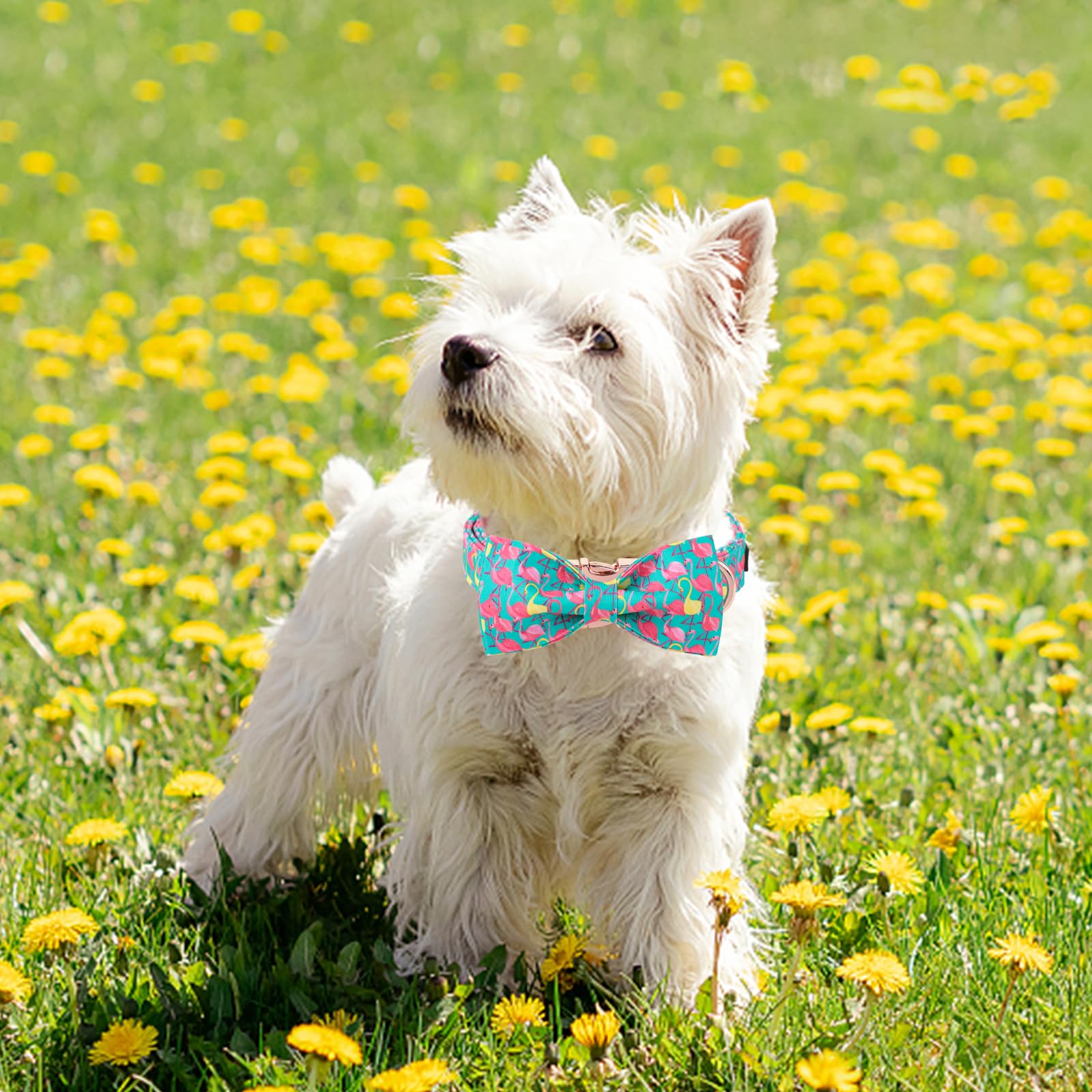Unique Style Paws Summer Dog Collar With Bow, Flamingo Bow Tie Dog Collar,Cute Puppy Collar Green Dog Bow For Girl,Boy Dogs,S,10