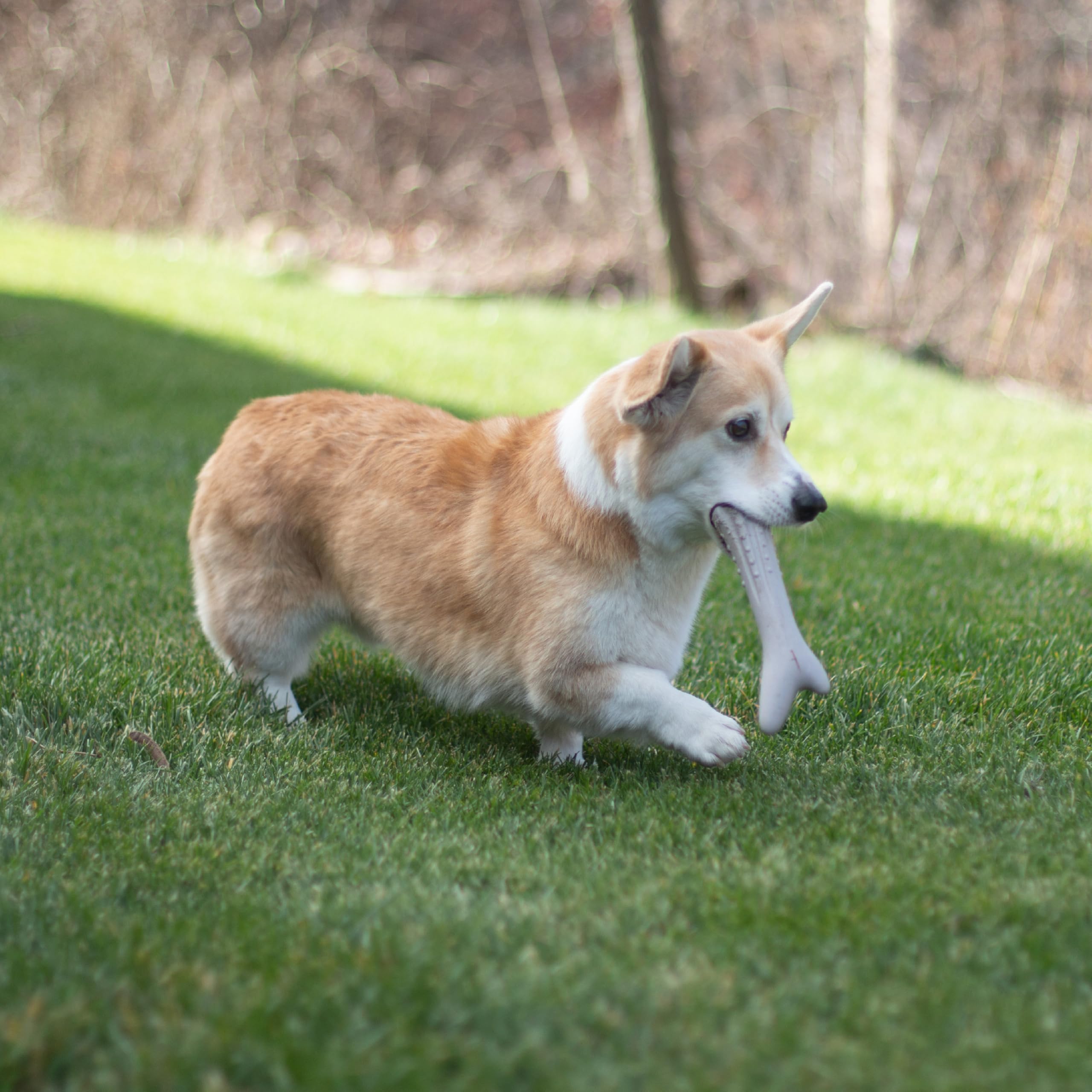 Petstages Deerhorn Antler Alternative Dog Chew Toy - Large, Durable, Safe Chew for Aggressive Chewers - Ideal for Dogs of All Sizes