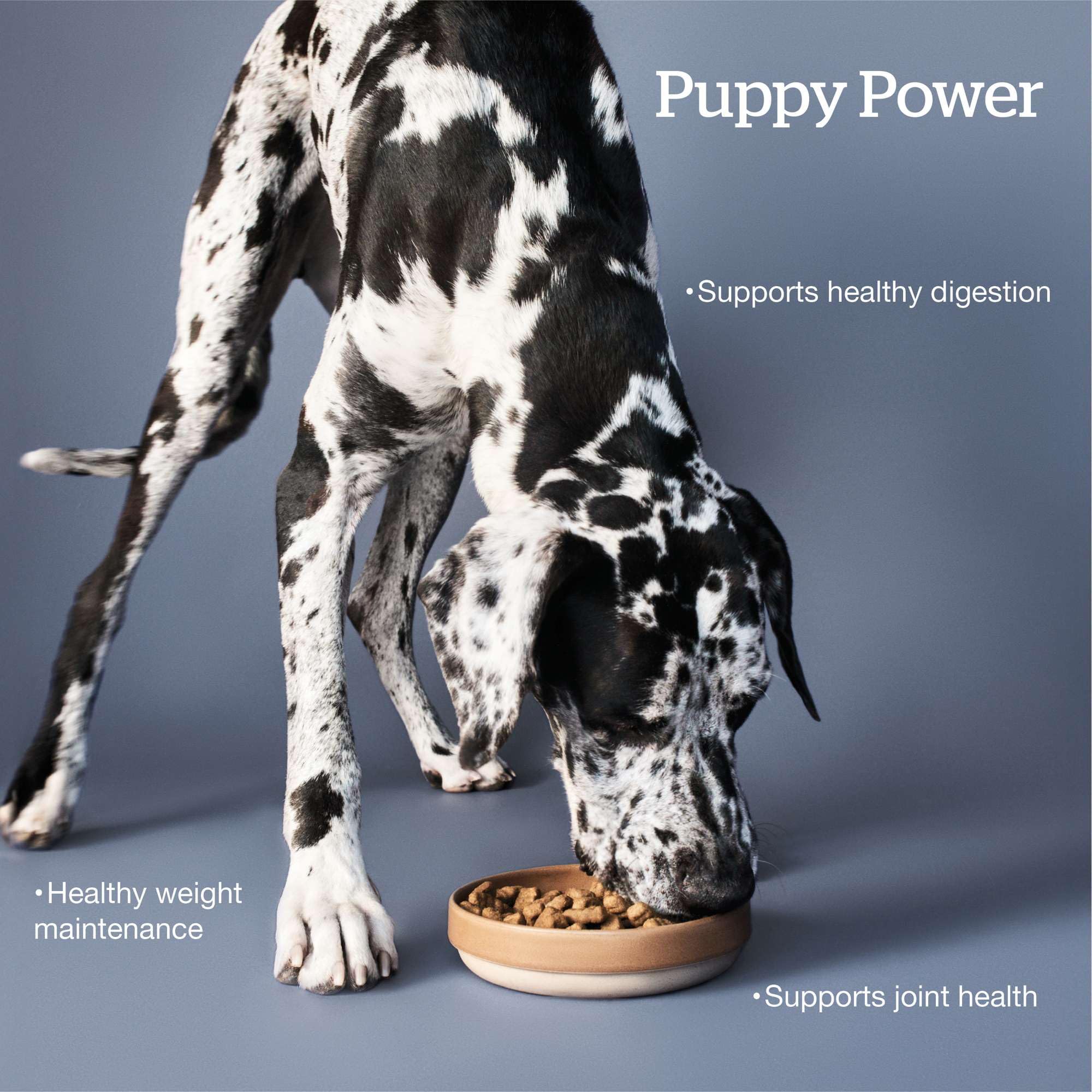 Now Fresh Grain-Free Large Breed Dry Puppy Food with Turkey, Salmon & Duck, Healthy Kibble for Growing Dogs with Real Poultry &
