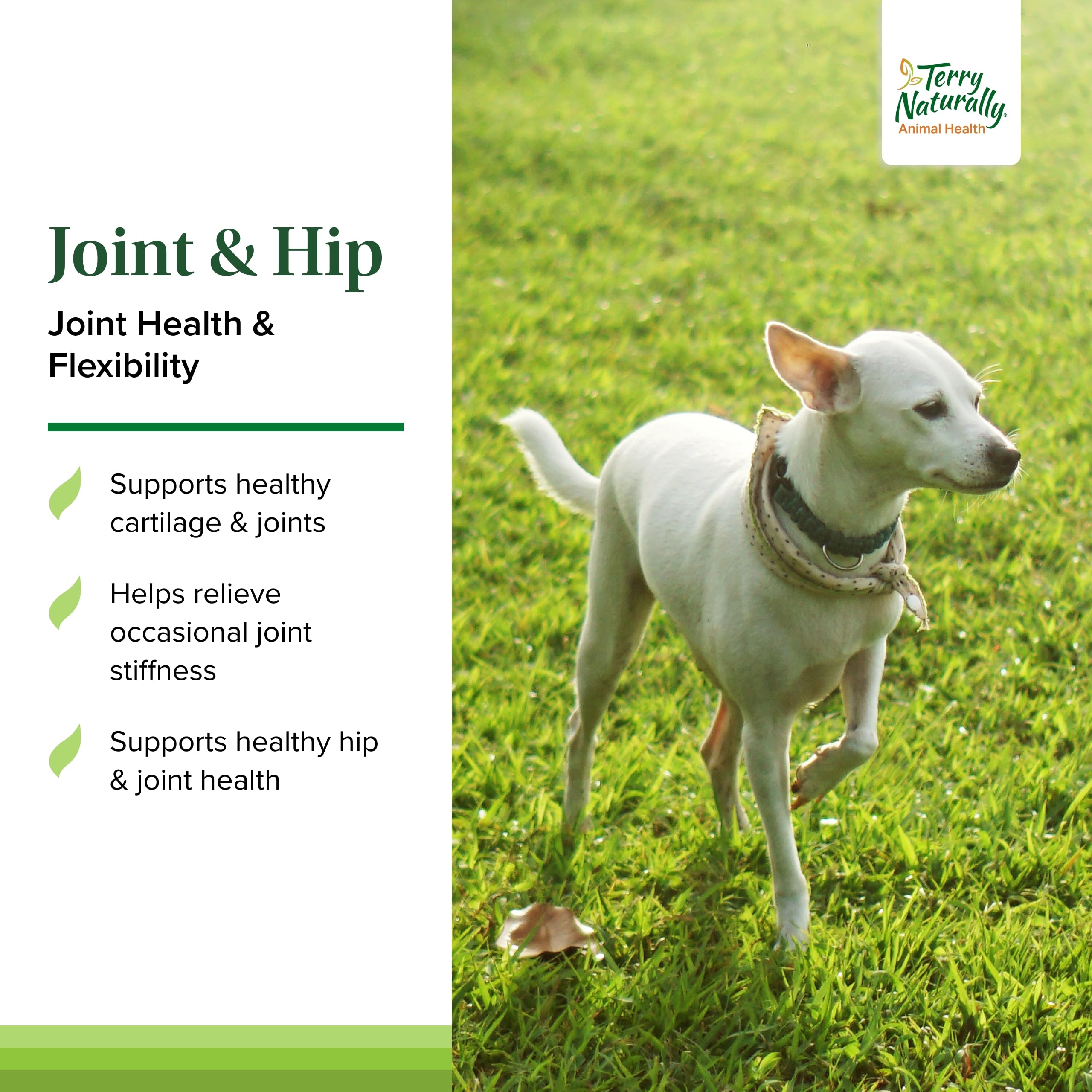 Terry Naturally Joint & Hip - Dog Health Supplement for Joint & Hip Support - Muscle Health Formula - Joint Health Support for D