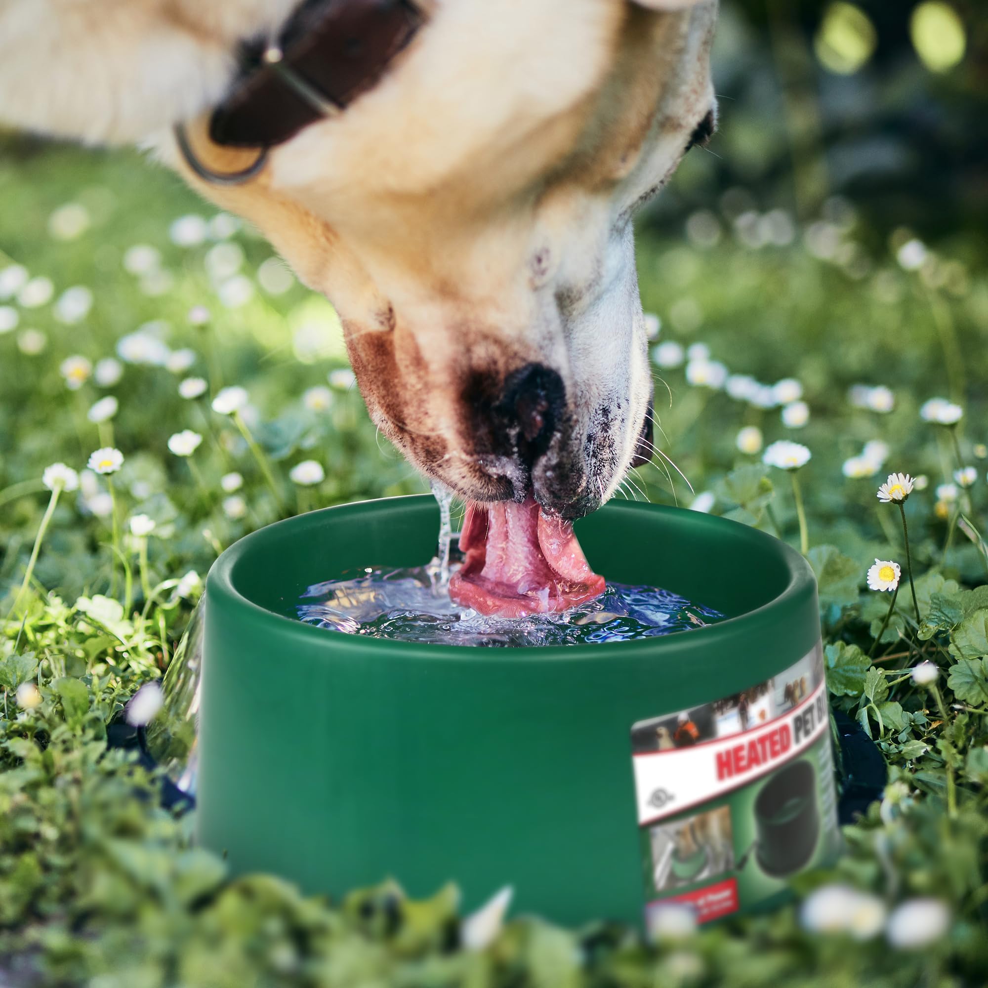 Farm Innovators Heated Pet Water Bowl - 1.5 Gallon, 60W, Green Plastic Dish with Anti-Chew Cord Protector for Dogs & Cats