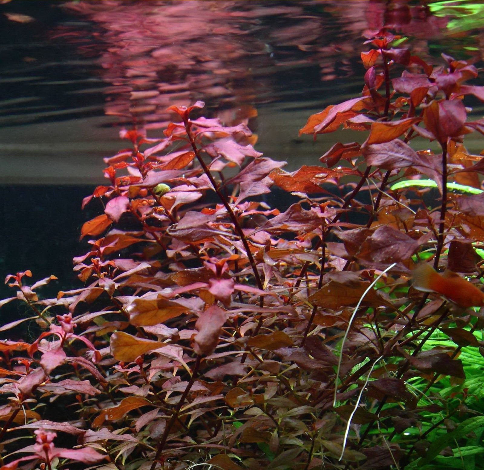 New Ludwigia sp. Mini Super Red Live Aquarium Freshwater Plants Rare Repens Rubin