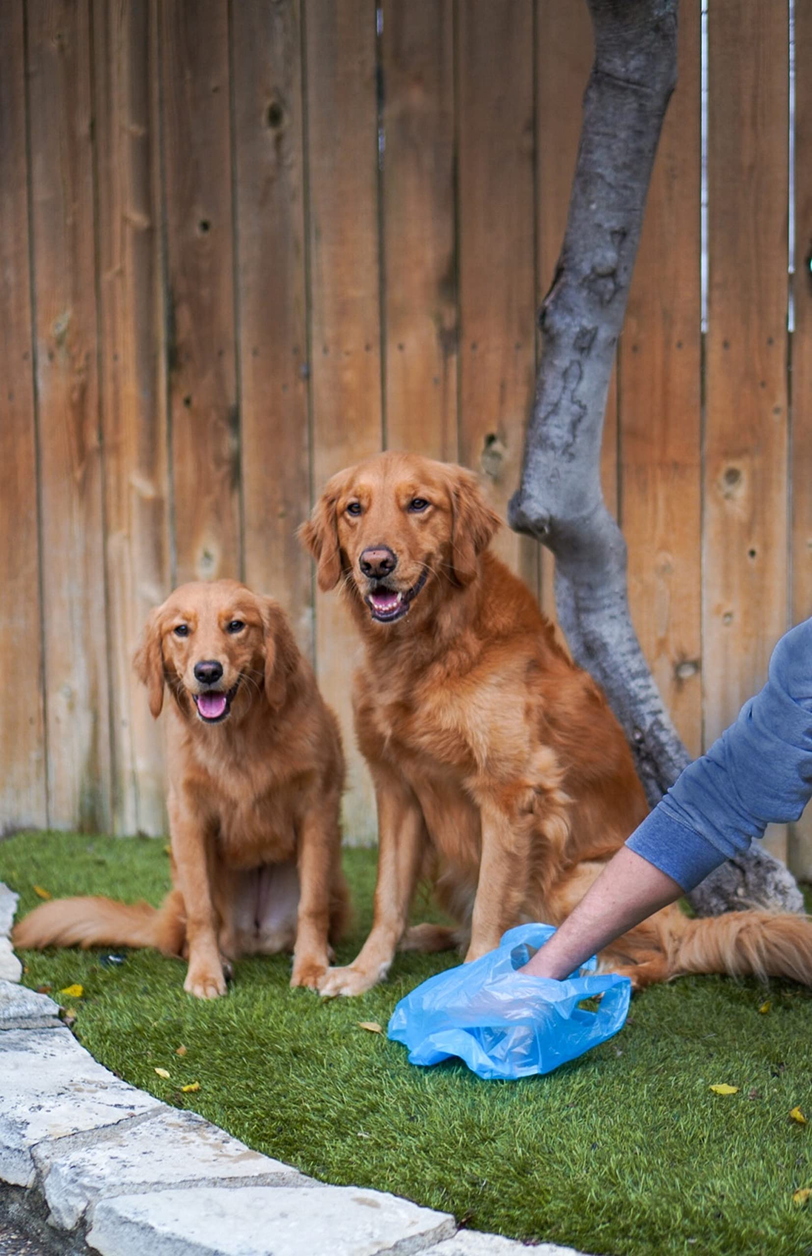Four Paws Wee-Wee Pee Pads For Dogs And Puppies Training L Gigantic, Xl, Standard & Little L Absorbent Pee Pads For Training Pup