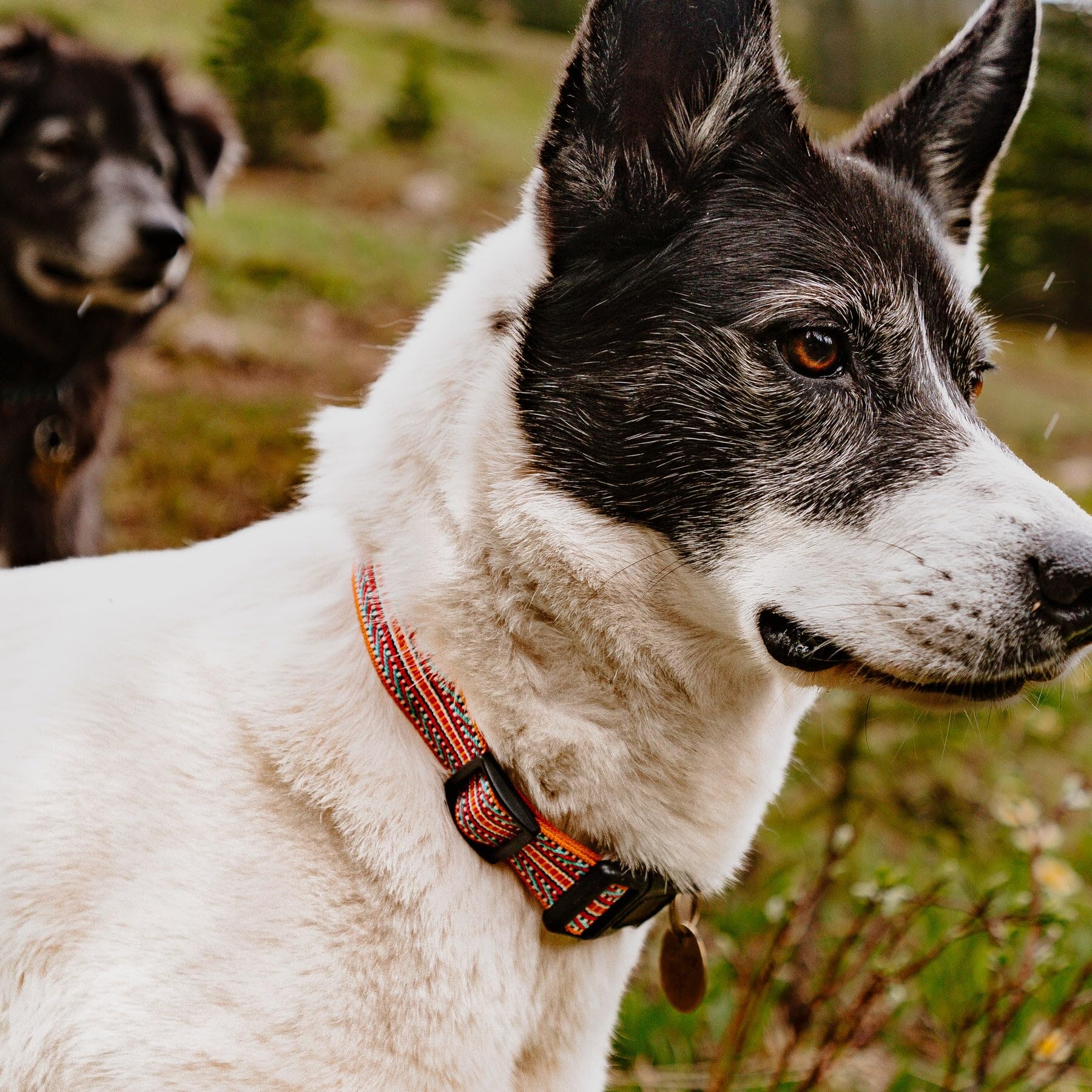 Wilderdog Ultralight Collar Series For Dogs - Large - Sienna